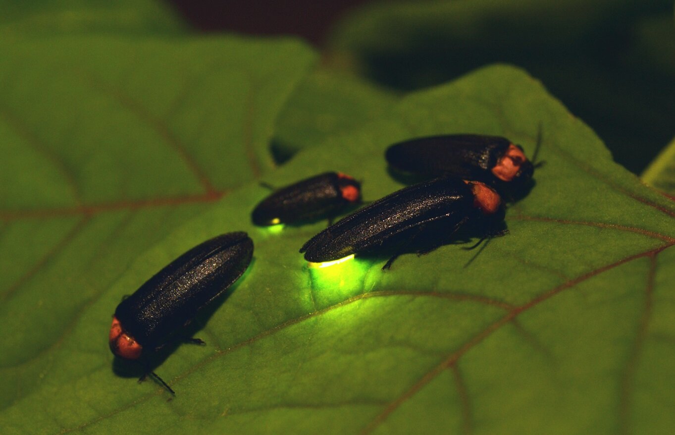 Did You Know Beetles Survive the Winter?