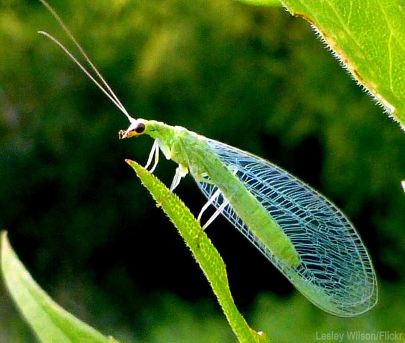 An Introduction to Green Lacewings — Bee Better Naturally with Helen Yoest