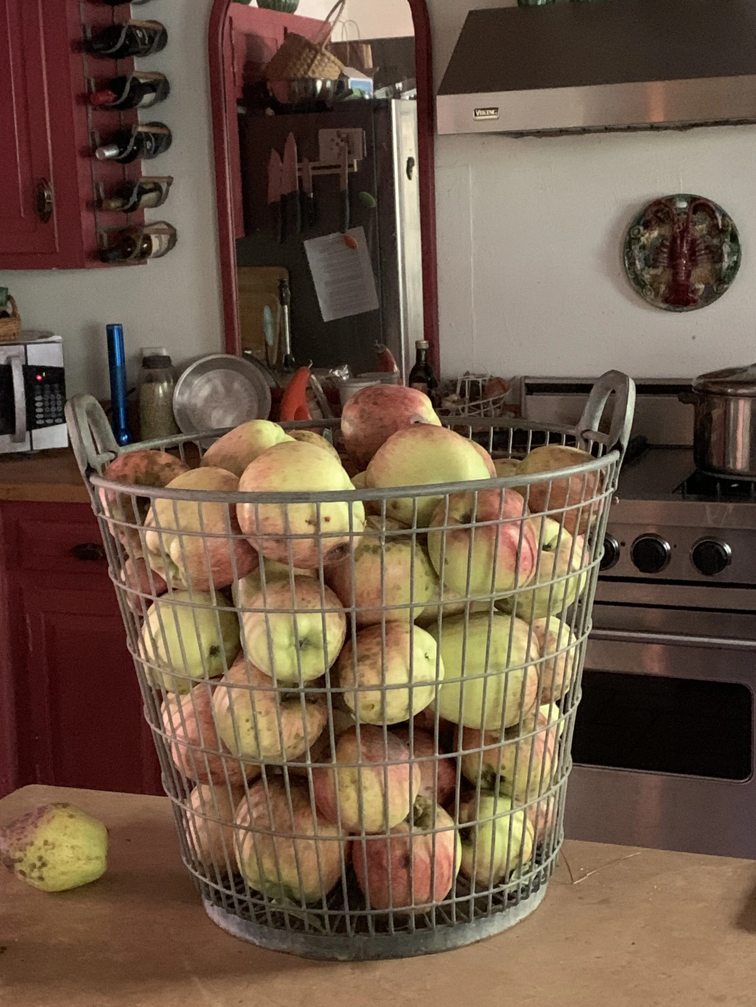 'Transcendent' Apple Harvest.jpeg