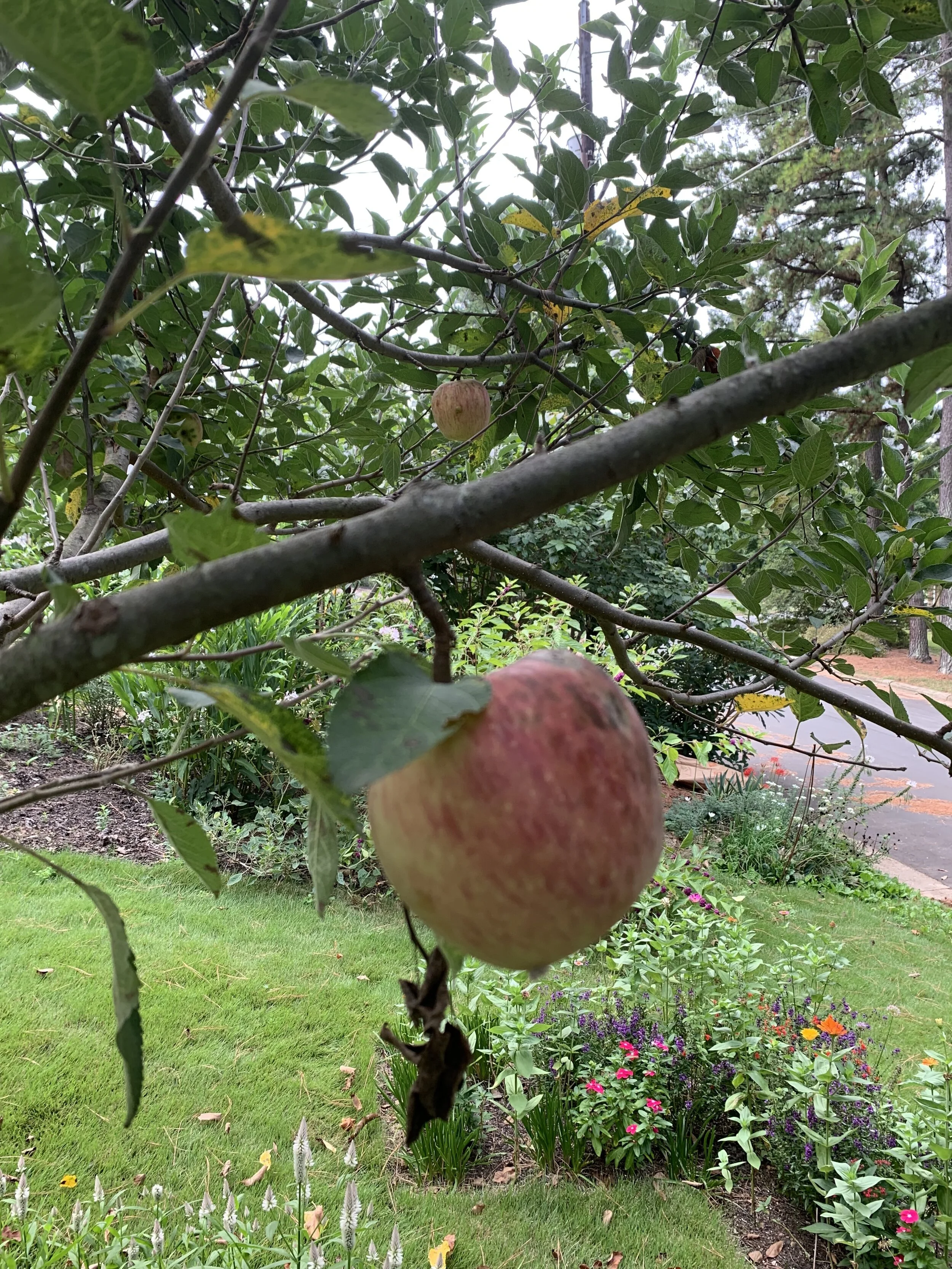‘Transcendent’ apple