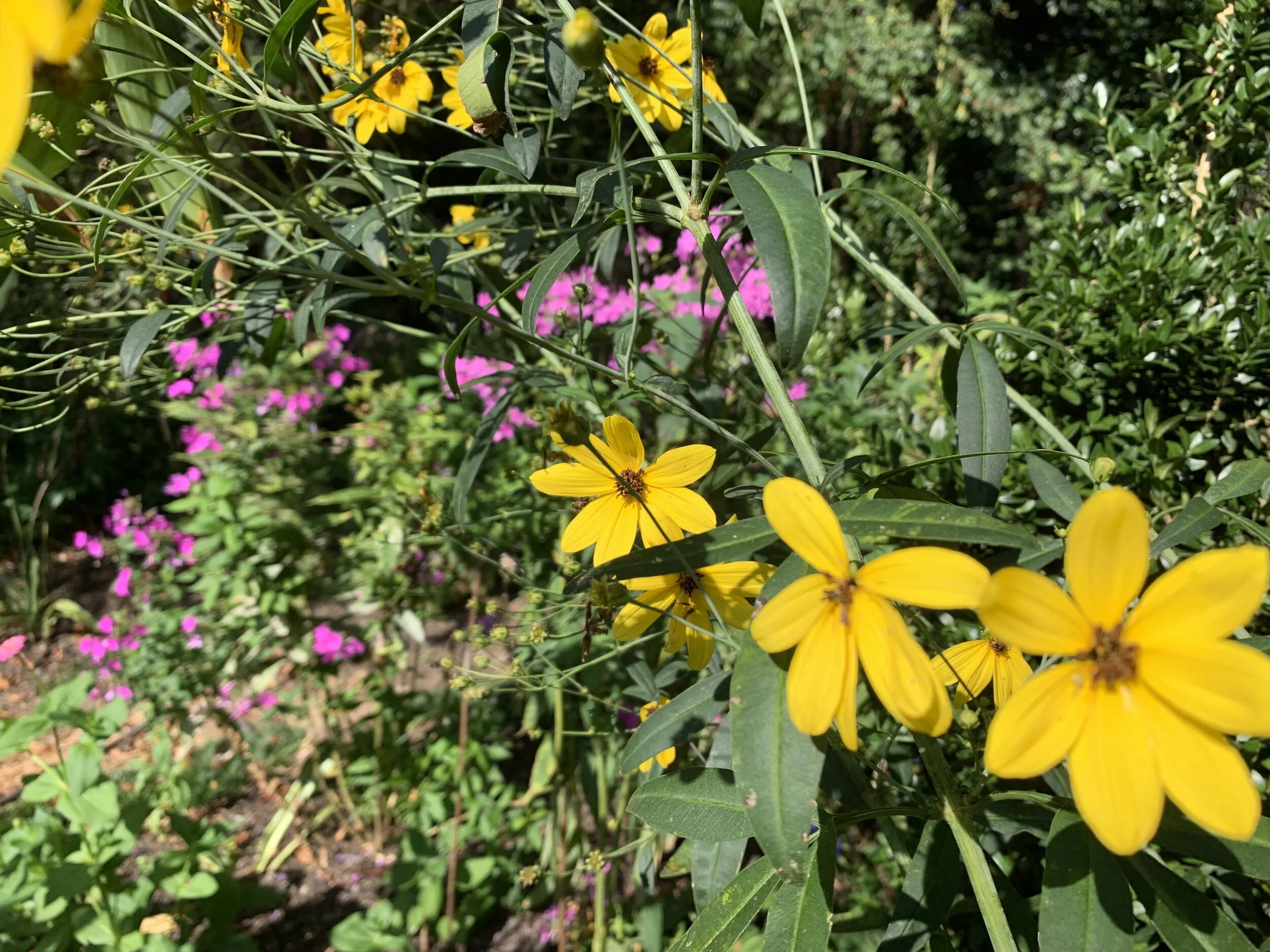 Yellow and pink.jpeg