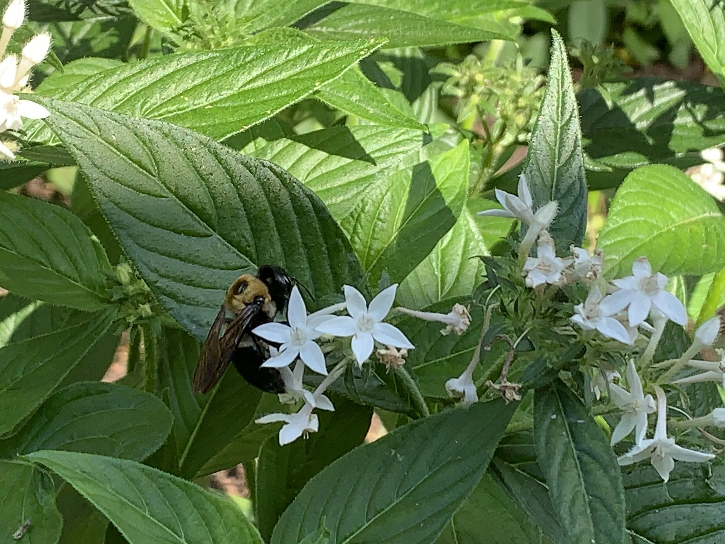 White penta with bee.jpeg