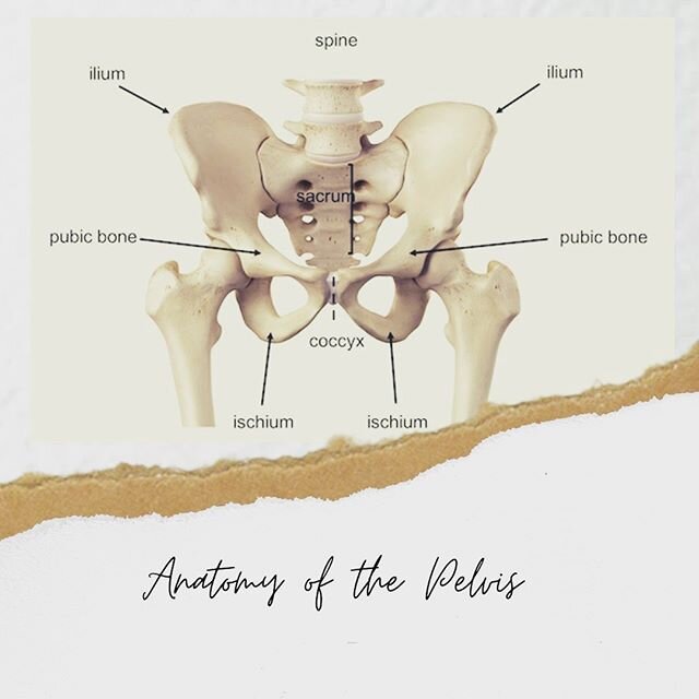 The pelvis is a complex joint.

The pelvic girdle may look like one giant bone, but it's actually made of three. The pelvic girdle connects the bones of the lower limbs to the axial skeleton and supports the vertebral column

An important function of