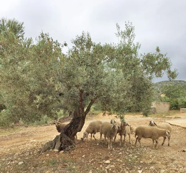 Conversion of a sheep shed (Copy)