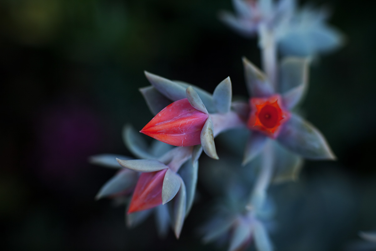 _MG_92901.jpg