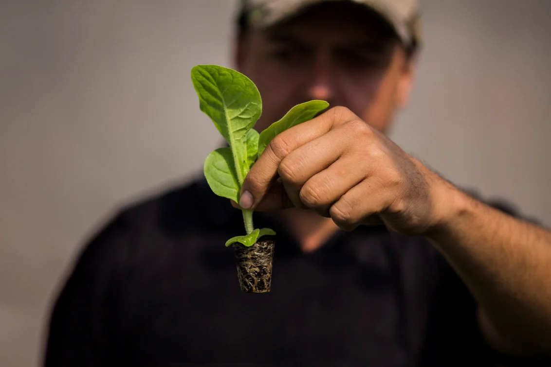 Seedling