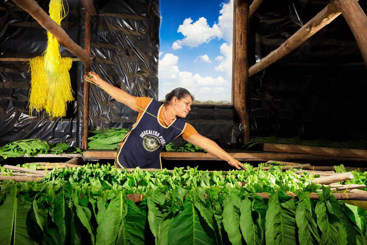 Stringing Tobacco in the Curing Barn