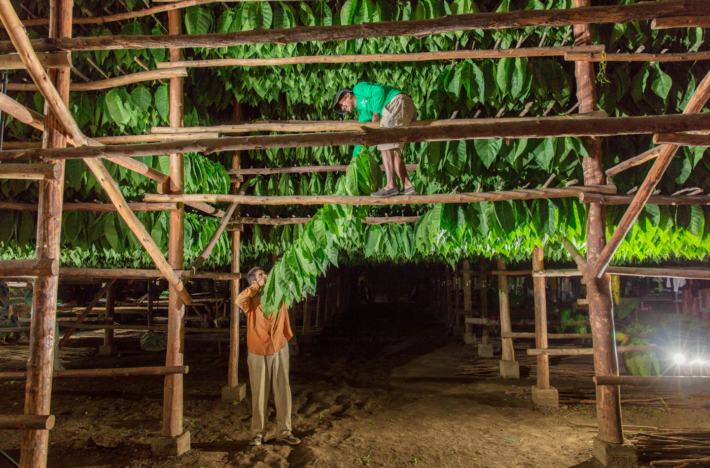 Hanging Tobacco in the Curing Barn