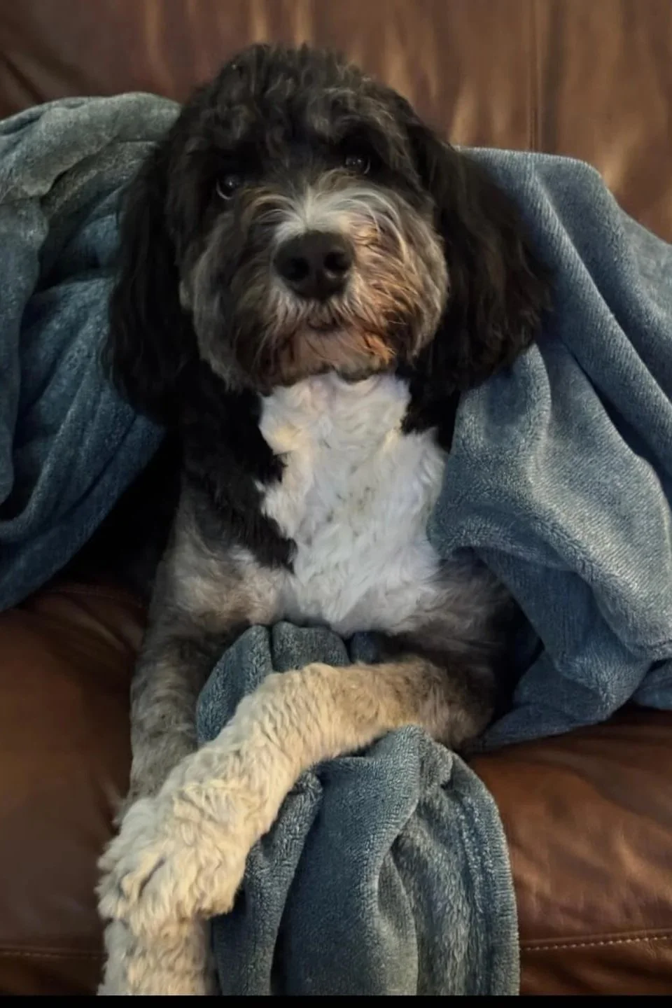 Standard Sized F1b Bernedoodles - February 