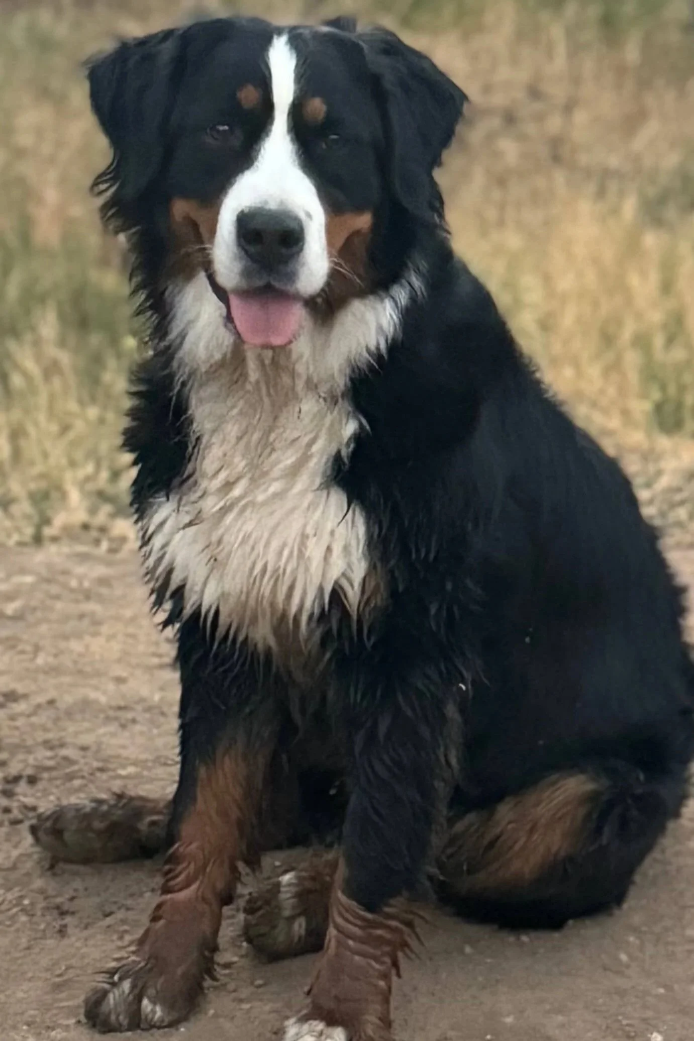 Standard Sized F1 Bernedoodles - February