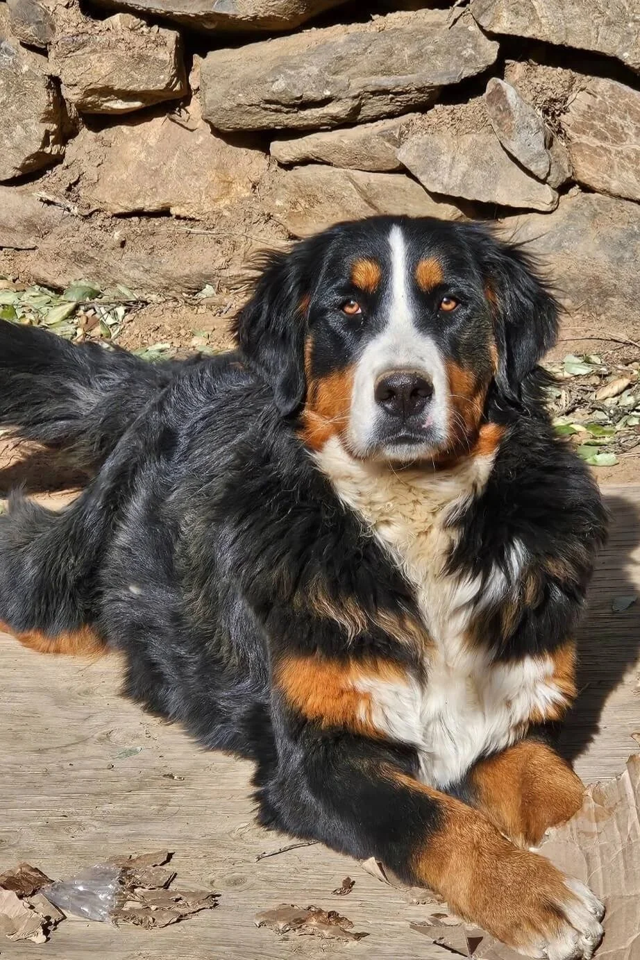 Standard Sized F1 Bernedoodles - January