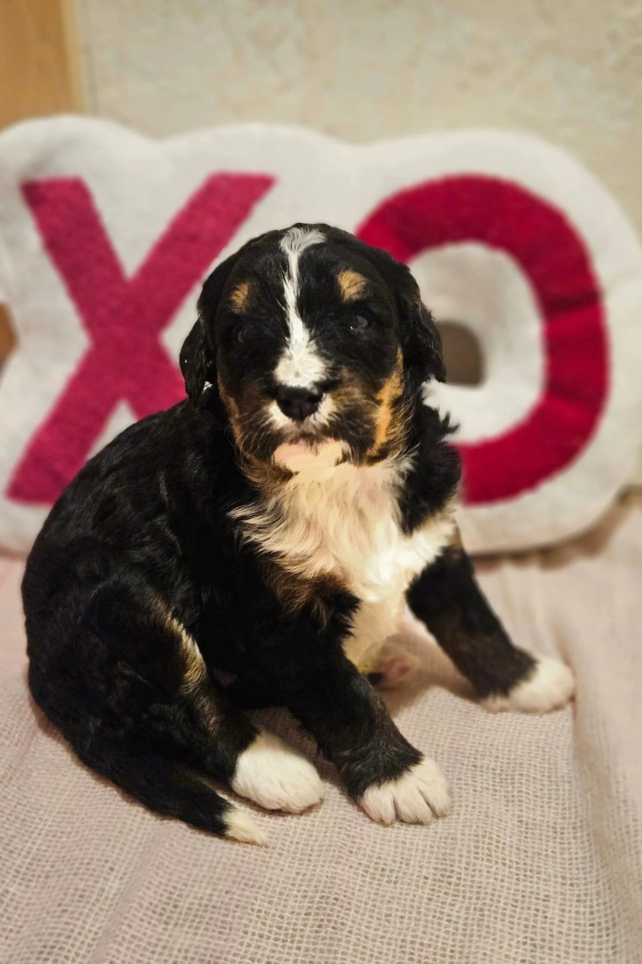 F1 Bernedoodle