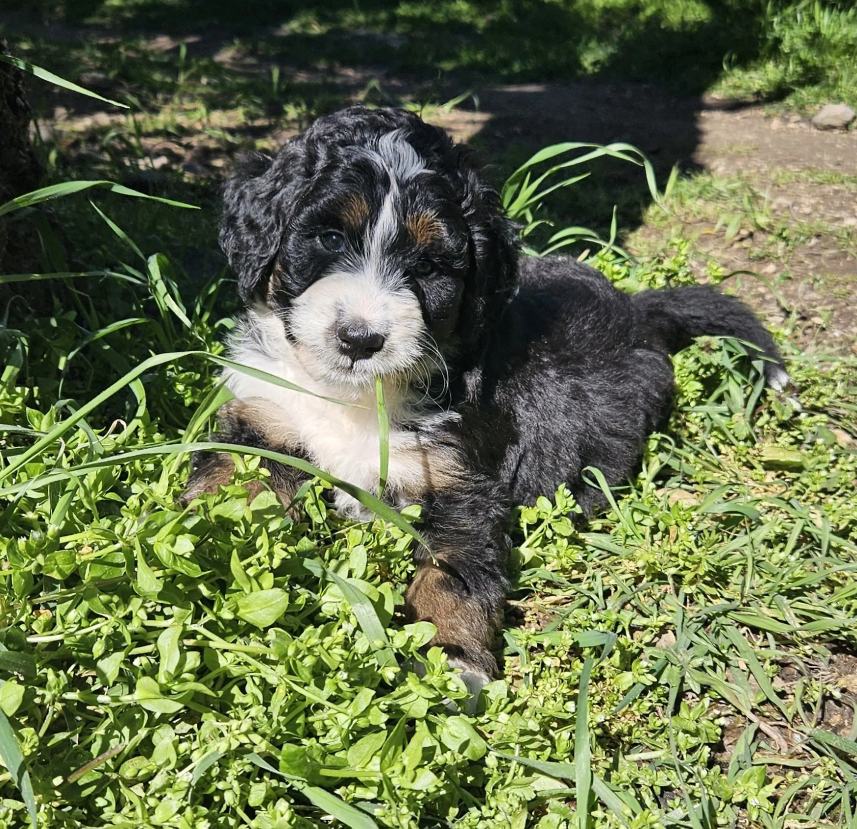 bernedoodle-puppy-1.jpg