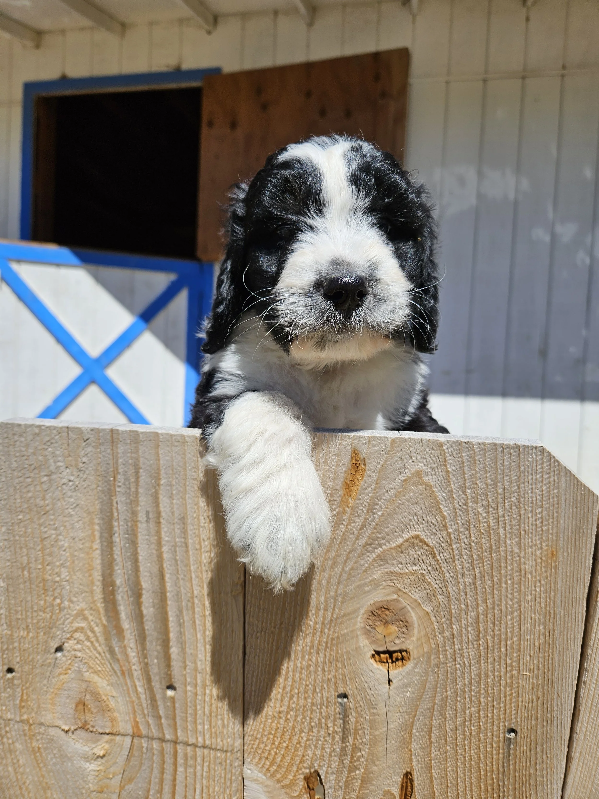 bernedoodle-puppy-6.jpg