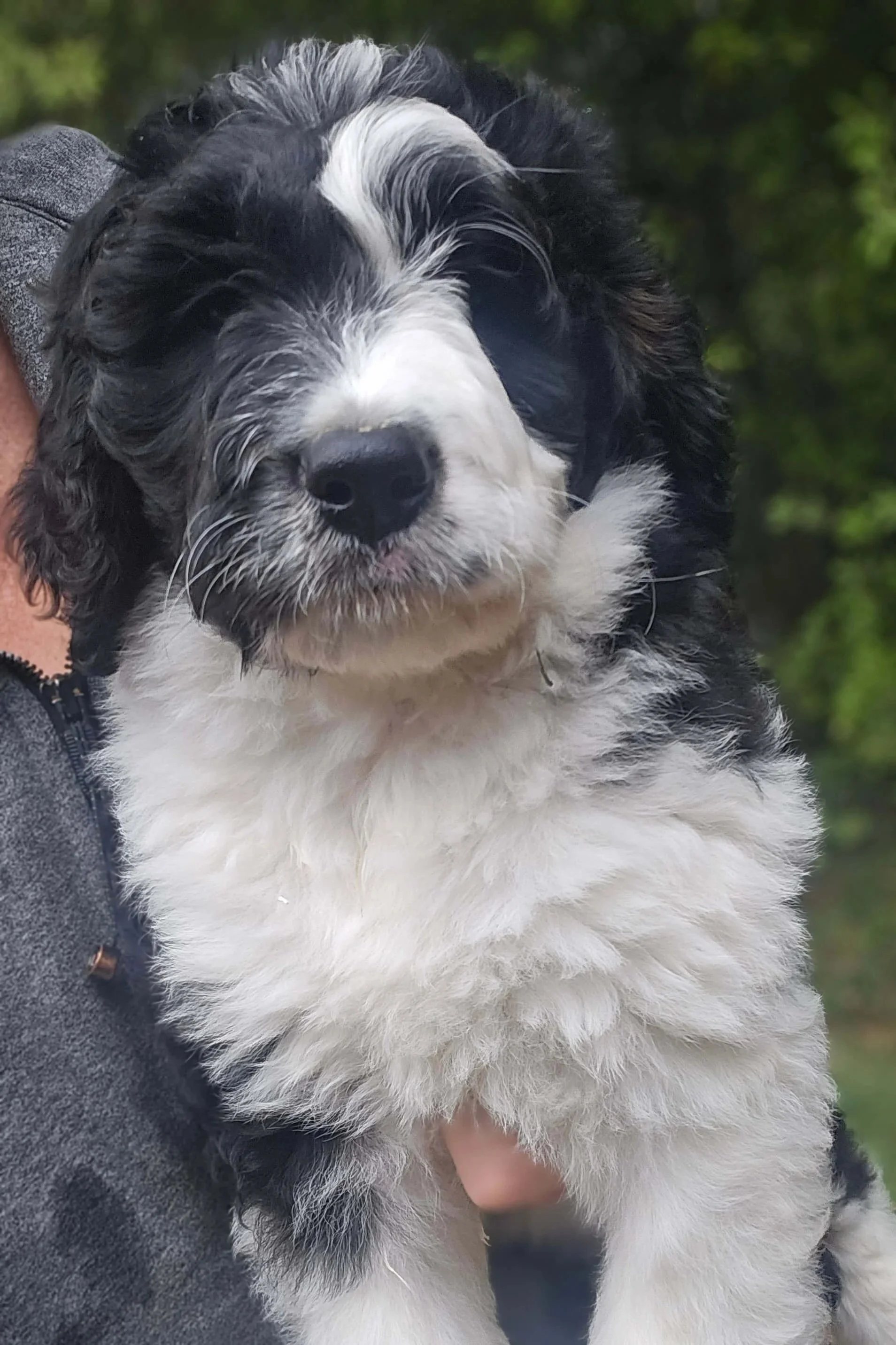 Rose - Standard F1 Female Bernedoodle