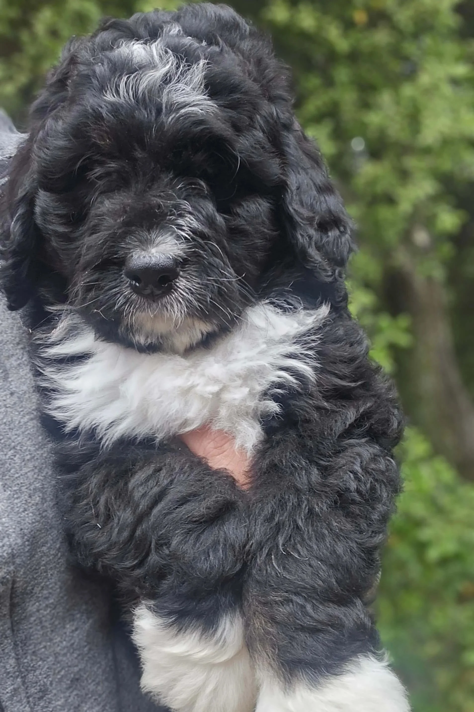 Tulip - Standard F1 Female Bernedoodle