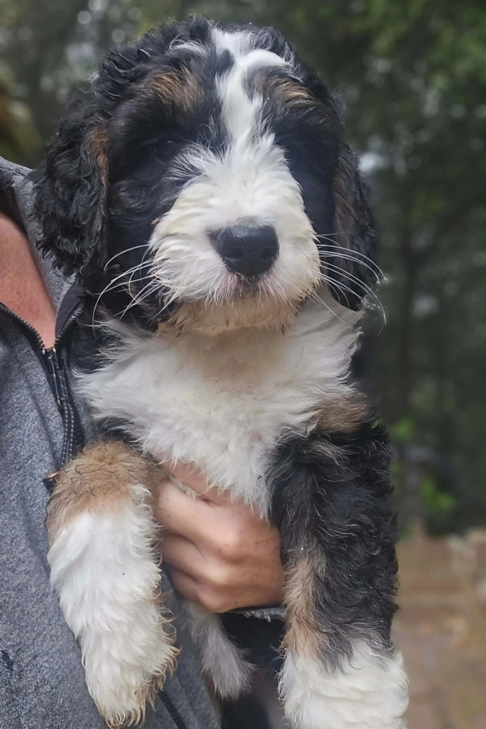 Lilac - Standard F1 Female Bernedoodle