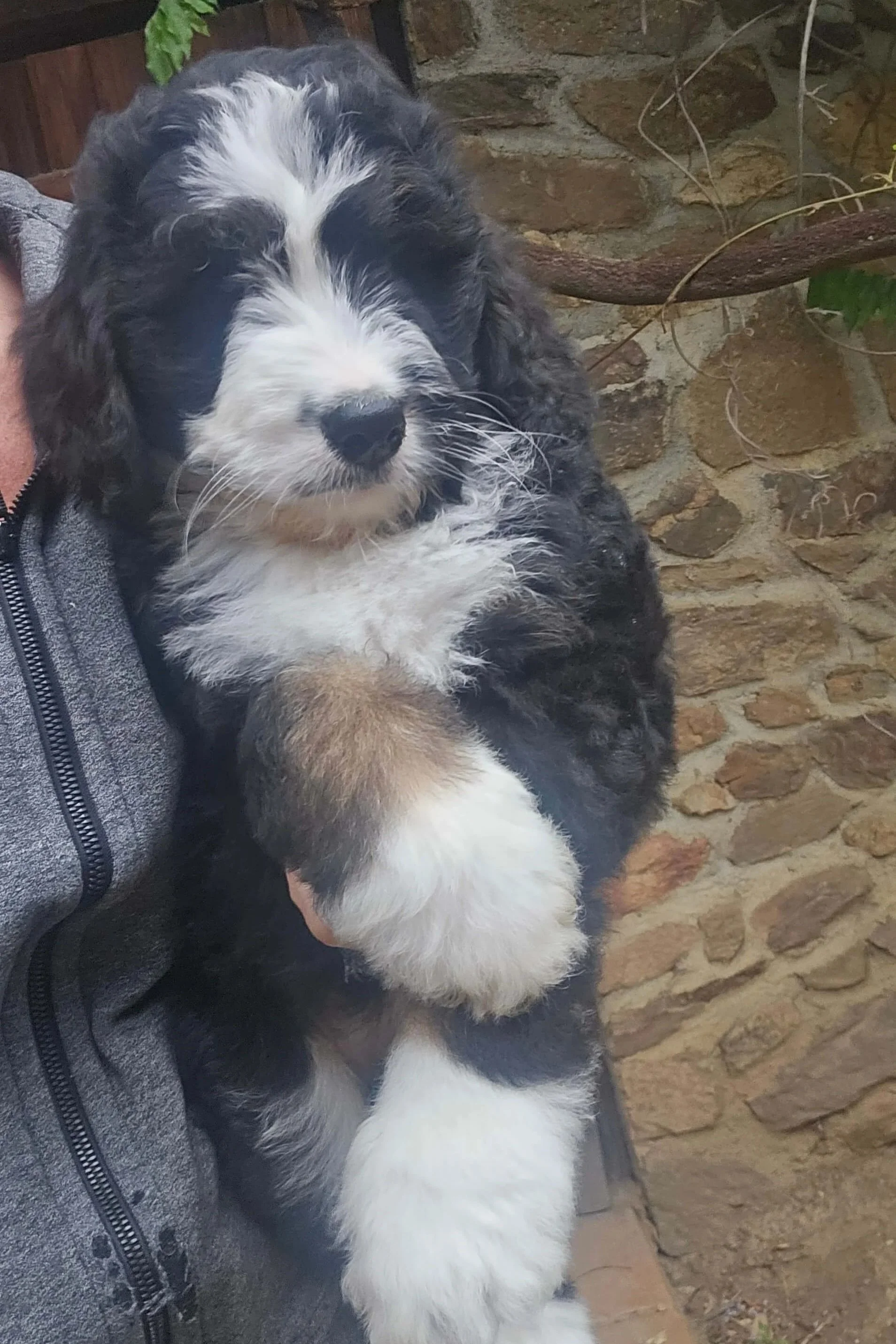 Marigold - Standard F1 Female Bernedoodle