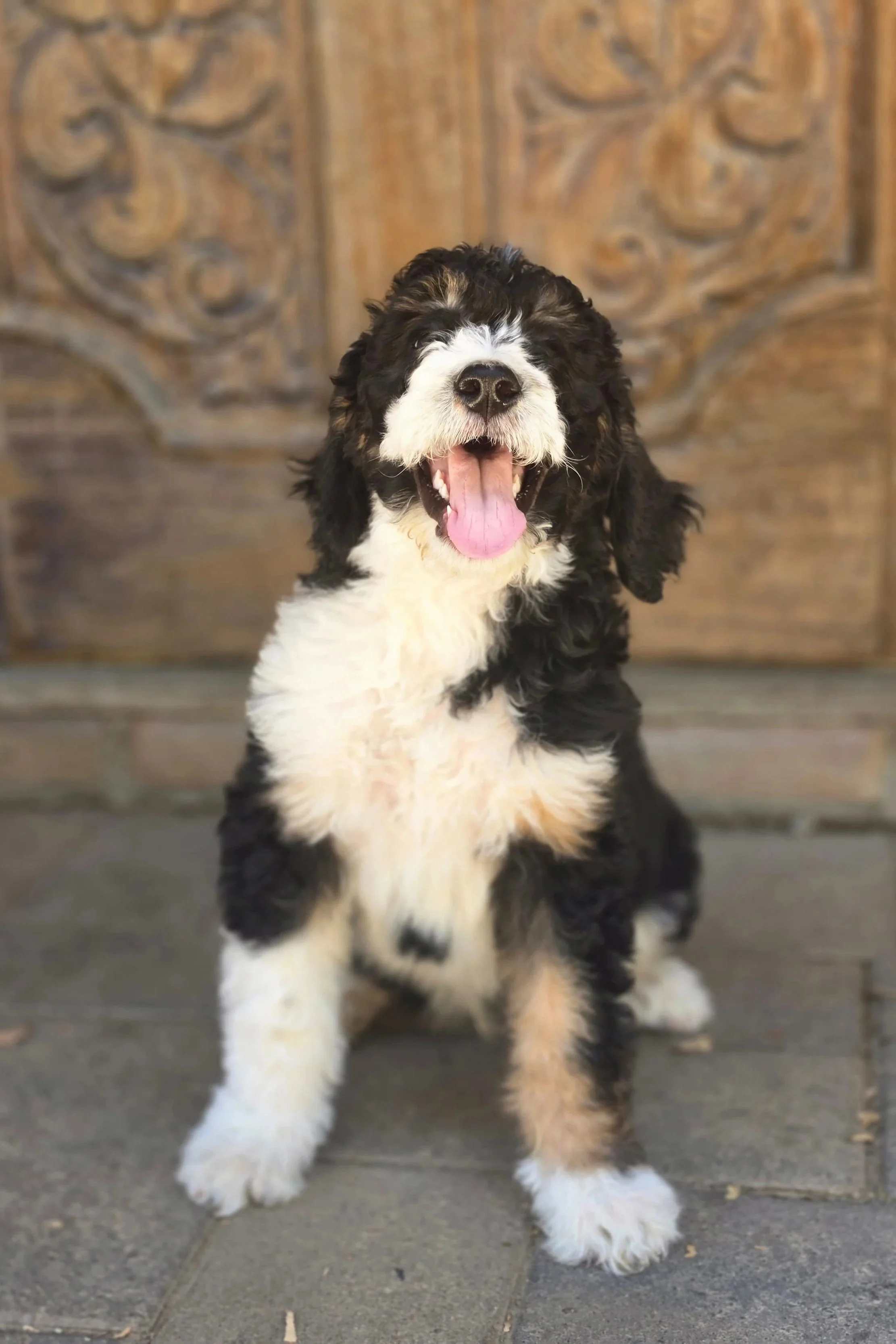 male-bernedoodle-pose.jpg