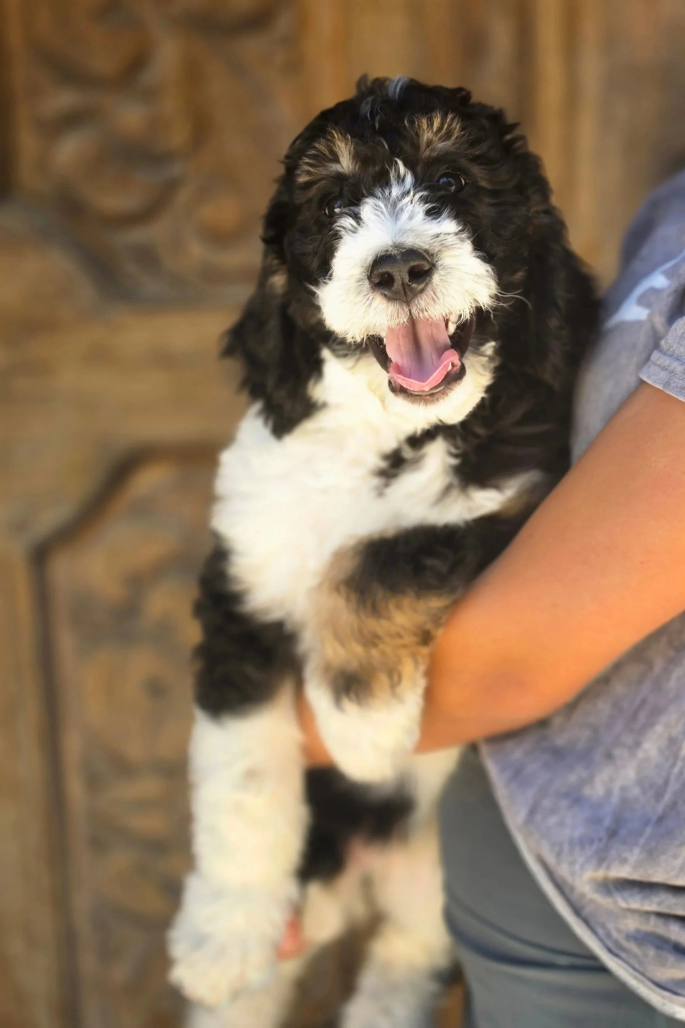 male-bernedoodle-smile.jpg