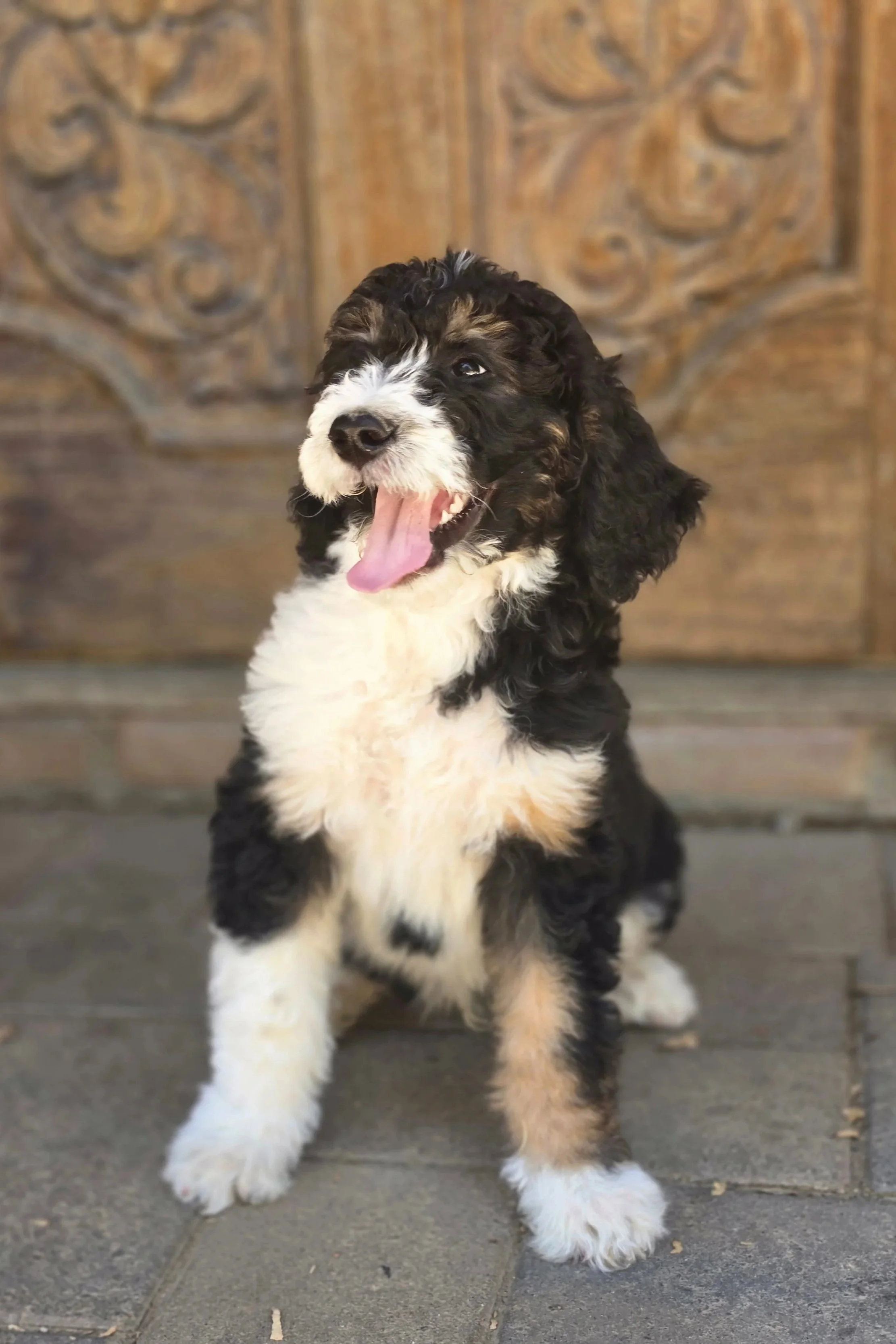 malebernedoodle-smiling-2.jpg