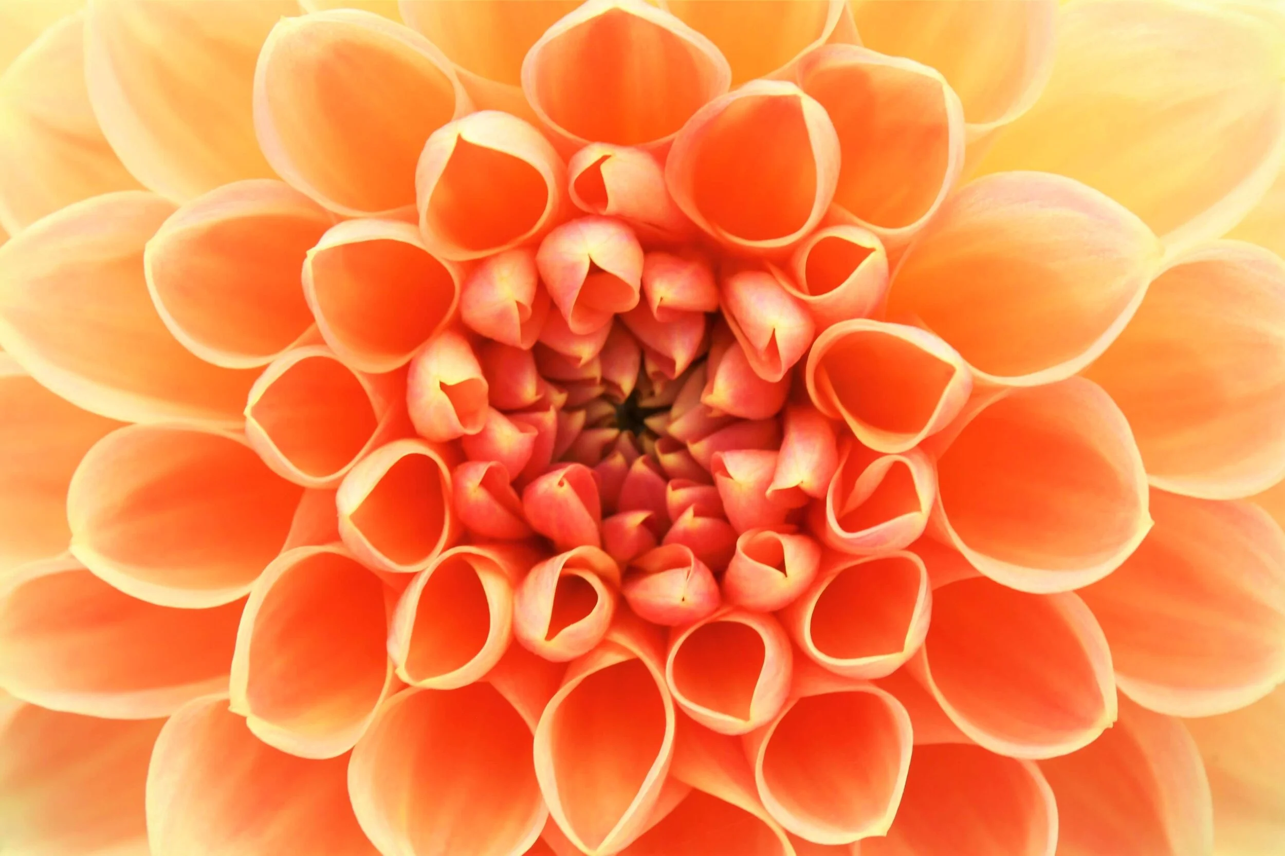 floral pattern.jpg