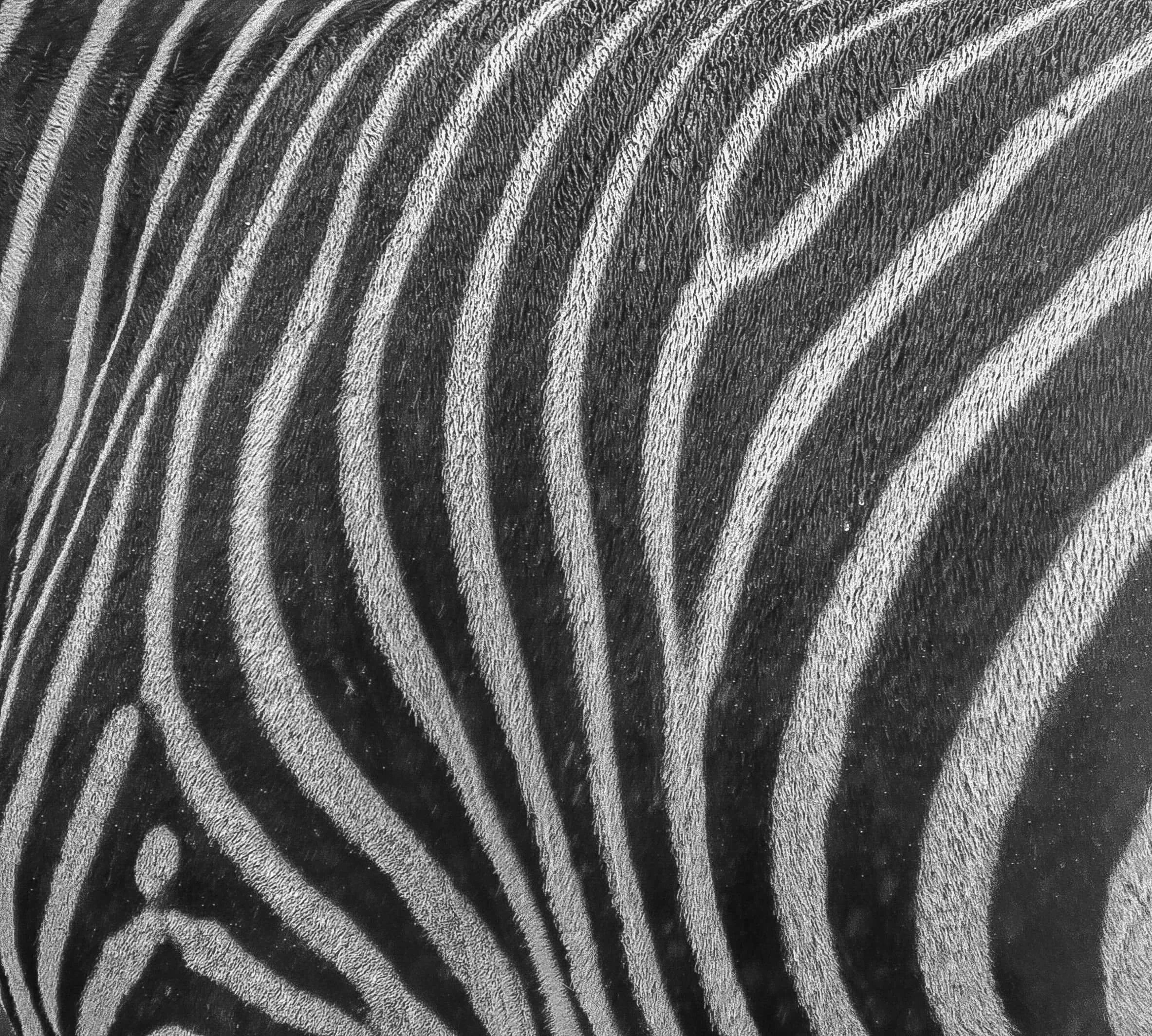 zebra pattern lines.jpg
