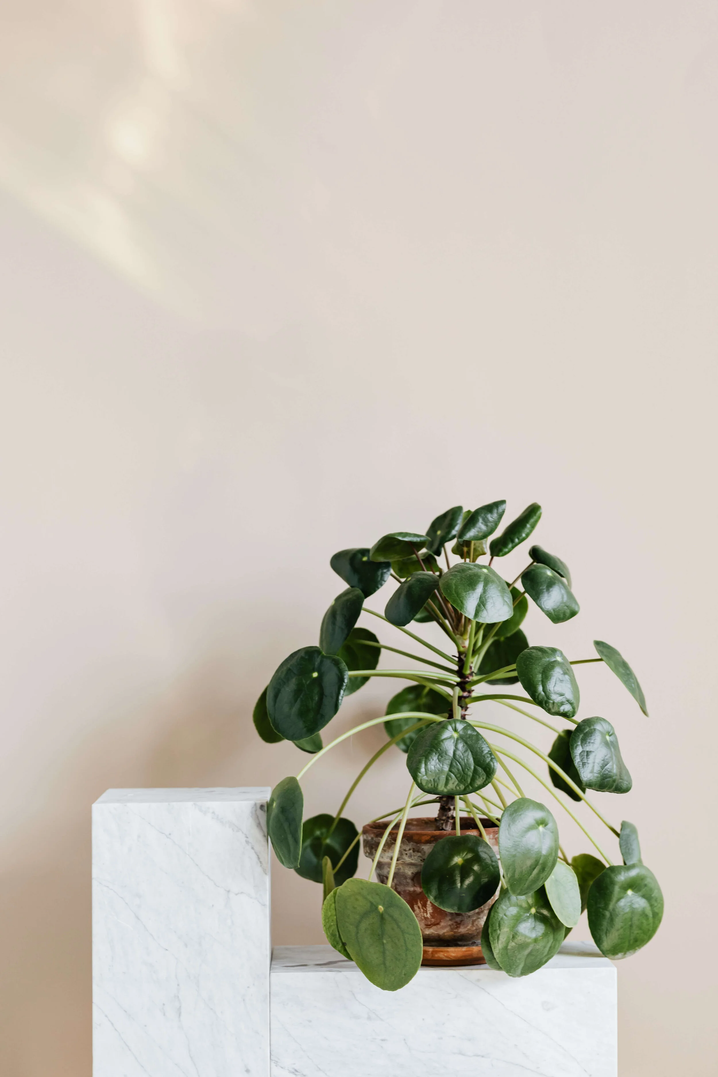 shelf styling plants.jpg