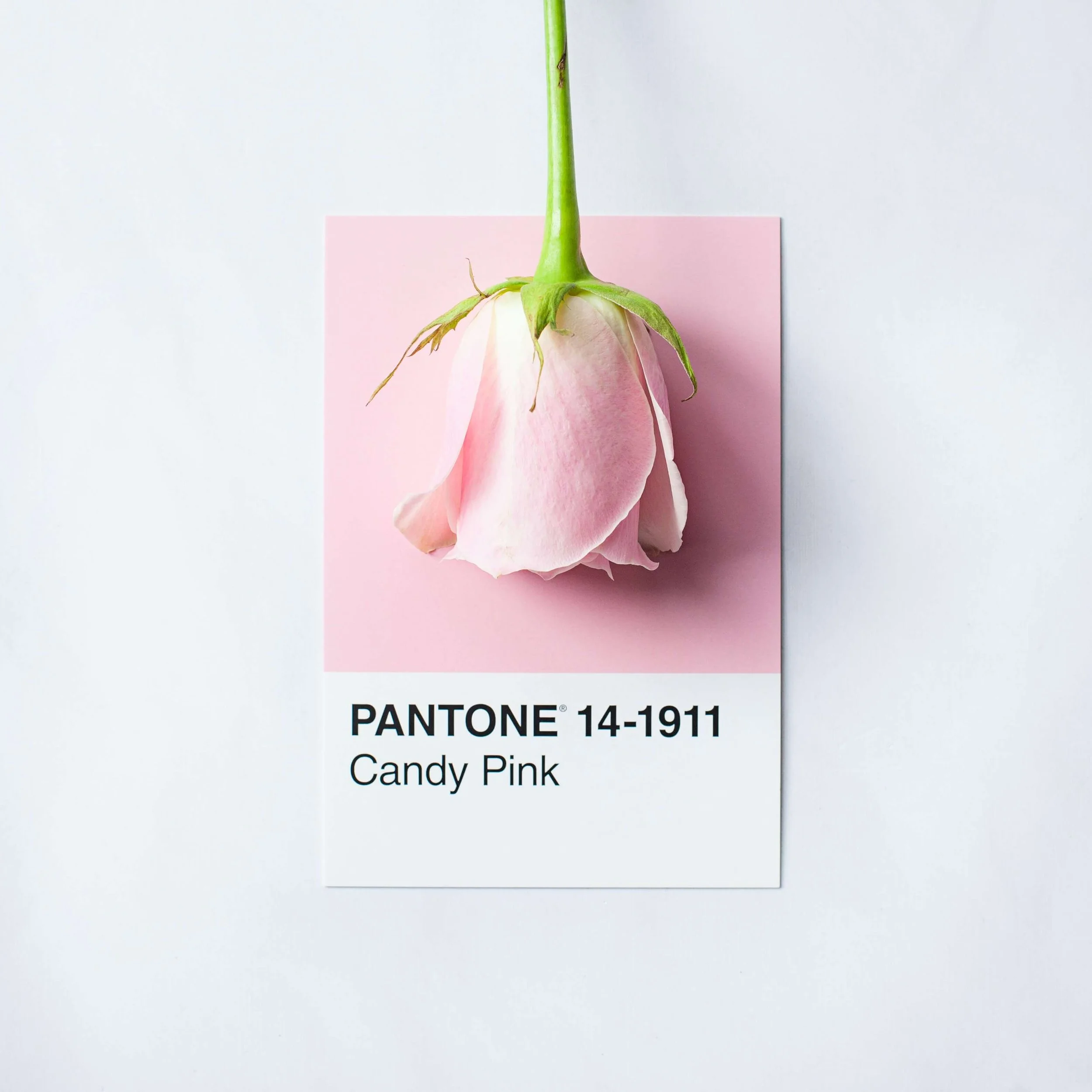 colour pink.jpg