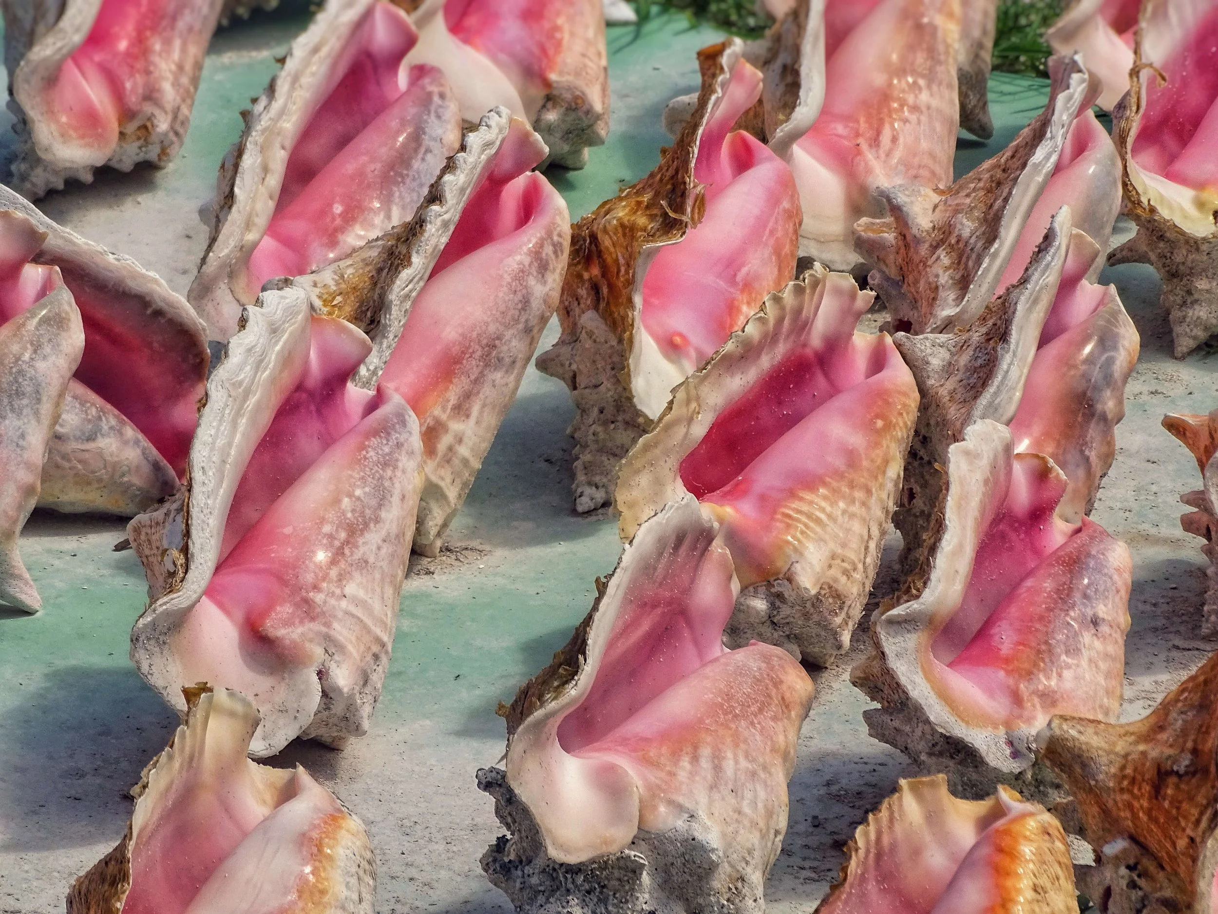 colourful sea shells.jpg