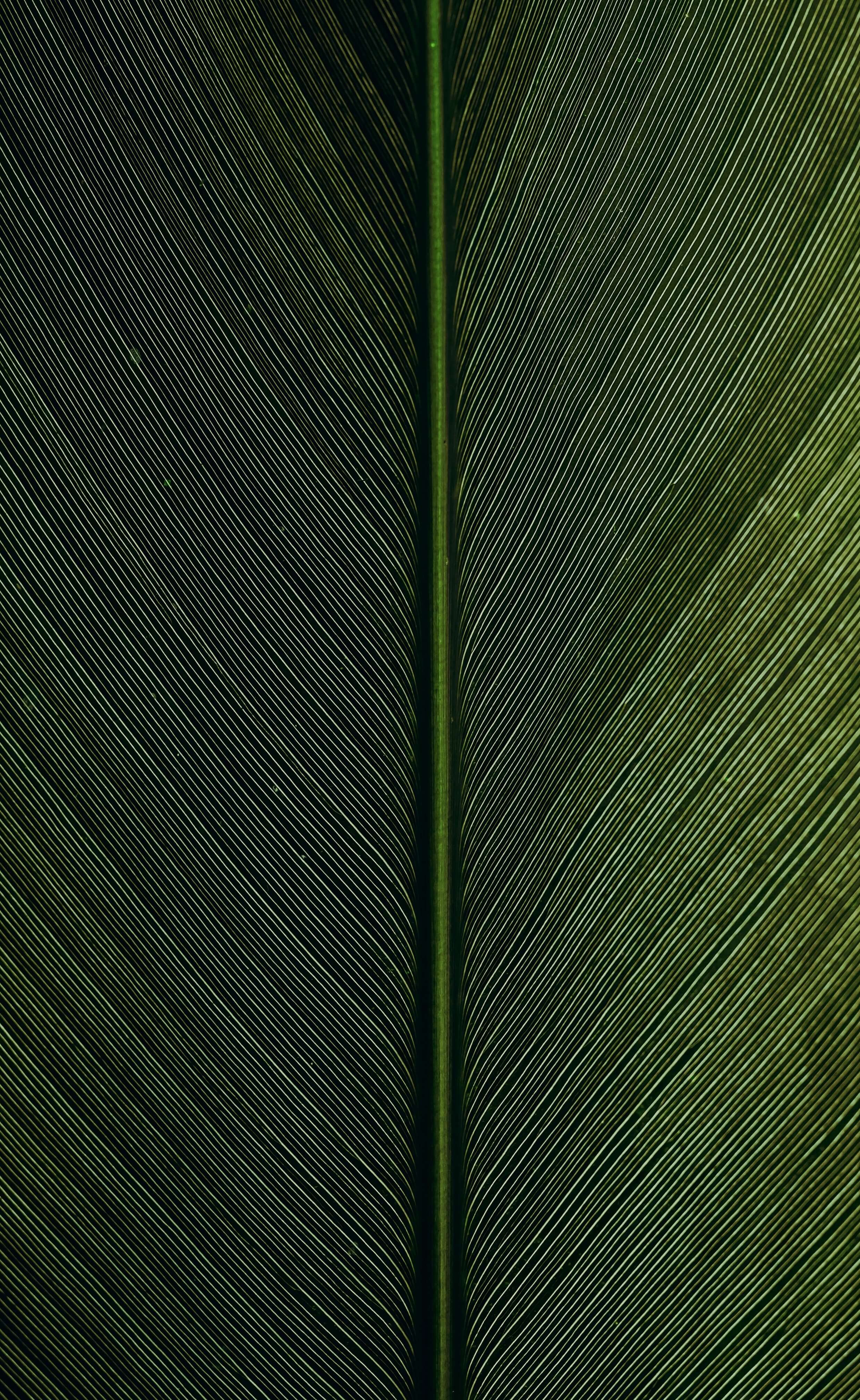 palm leaf.jpg
