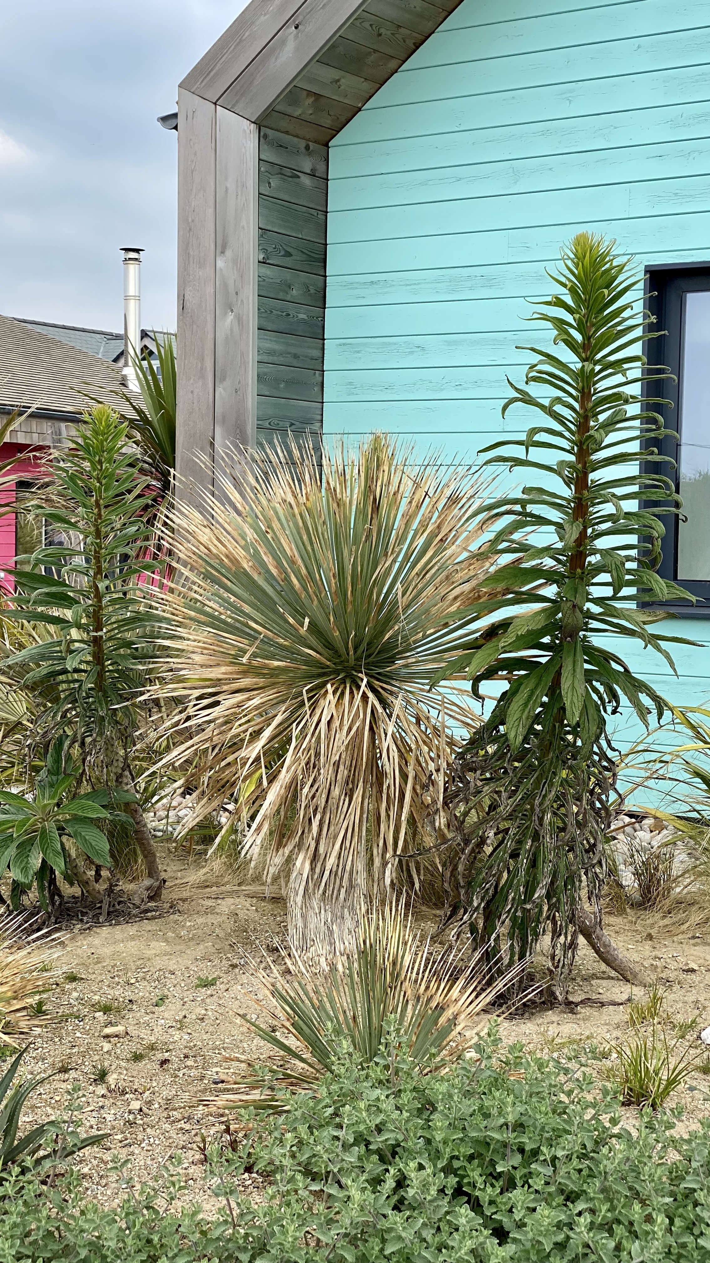 beach house cornwall palm tree landscaping.jpg