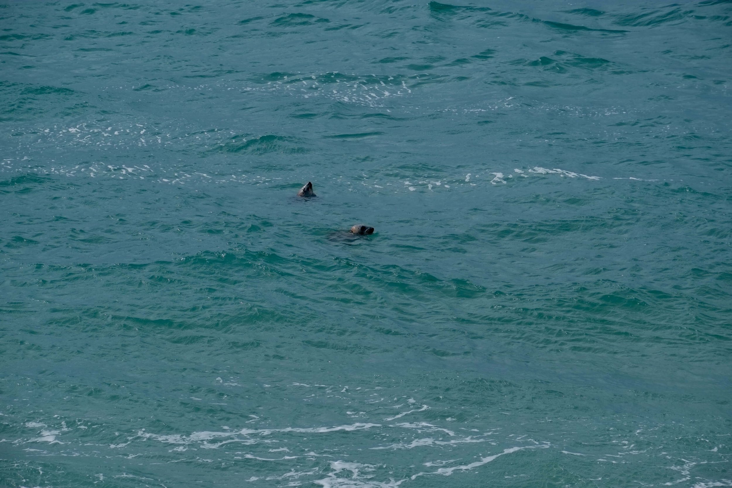 cornwall seals in sea.jpg