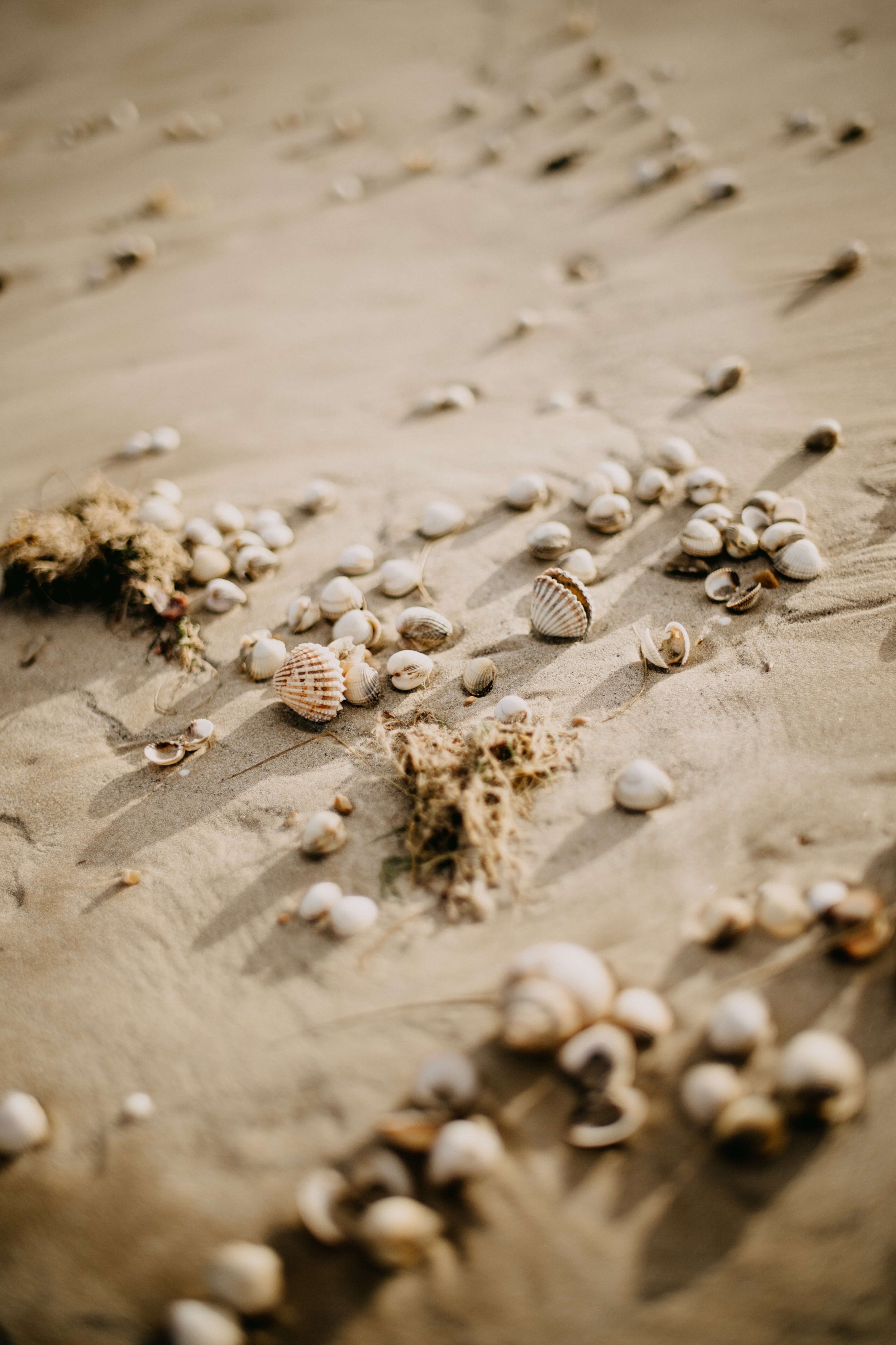 seashells on beach.jpg