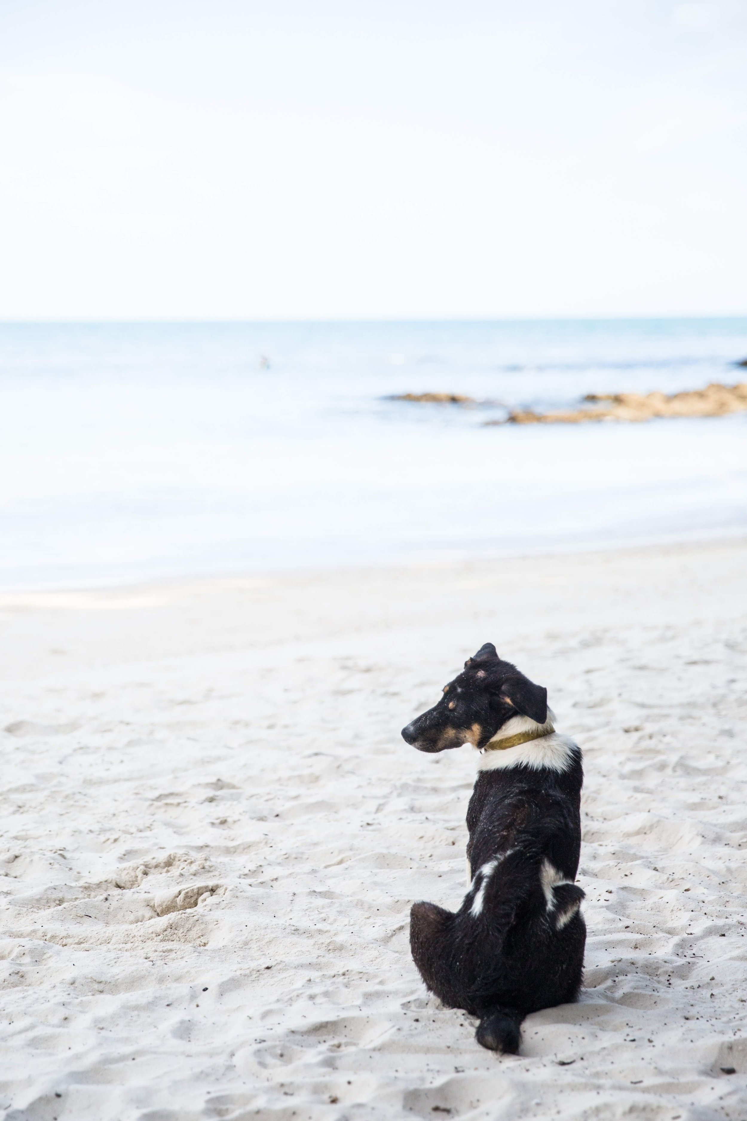 dog beach walk.jpg