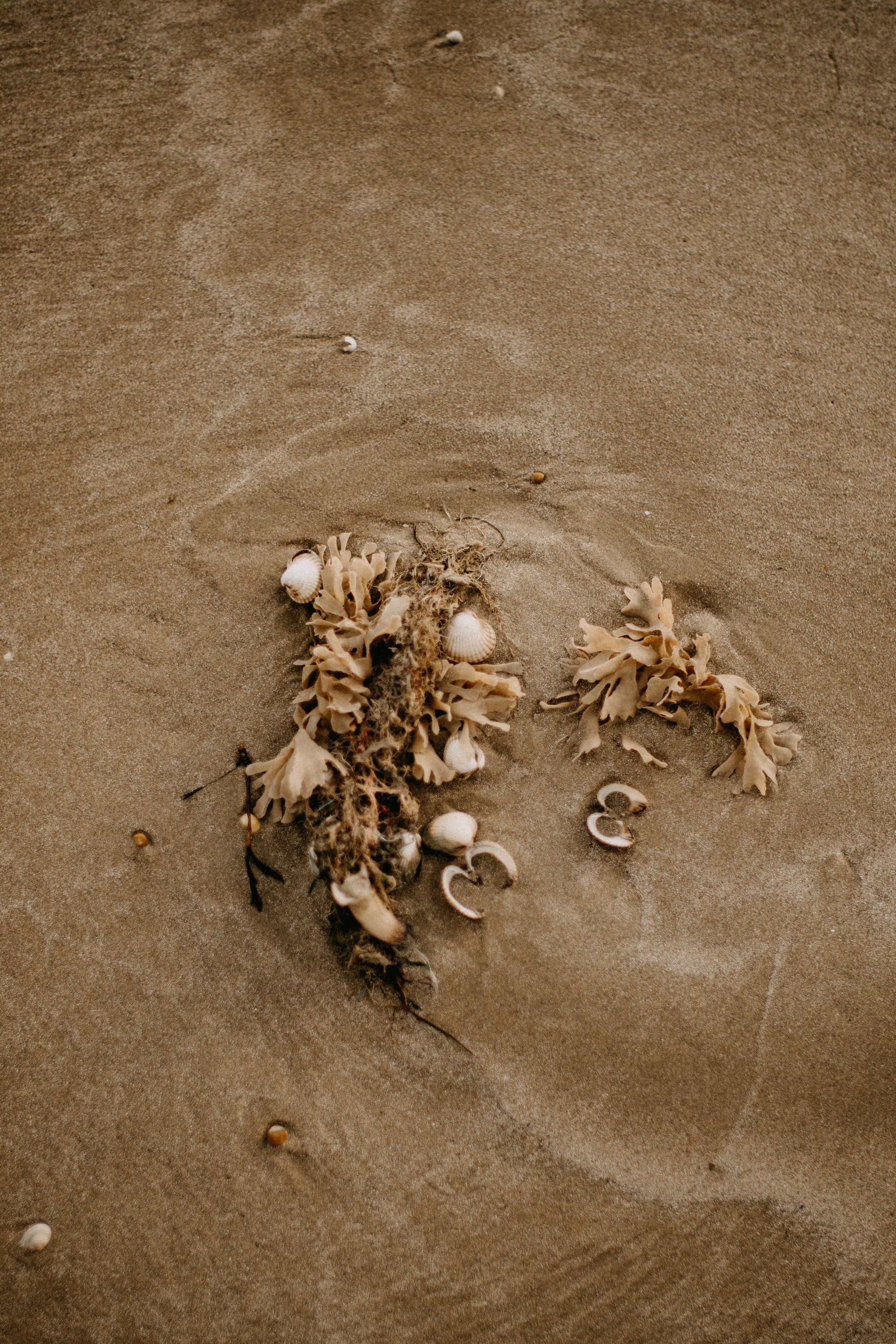 sea finds and shells.jpg