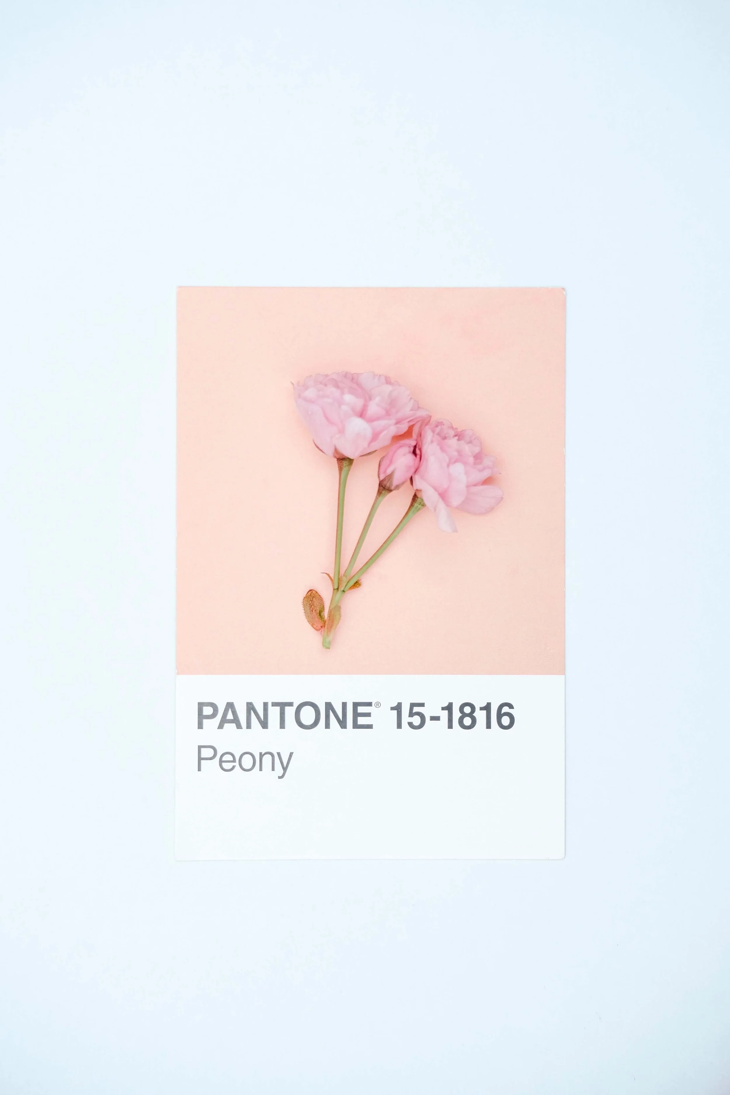 pantone colour peony.jpg