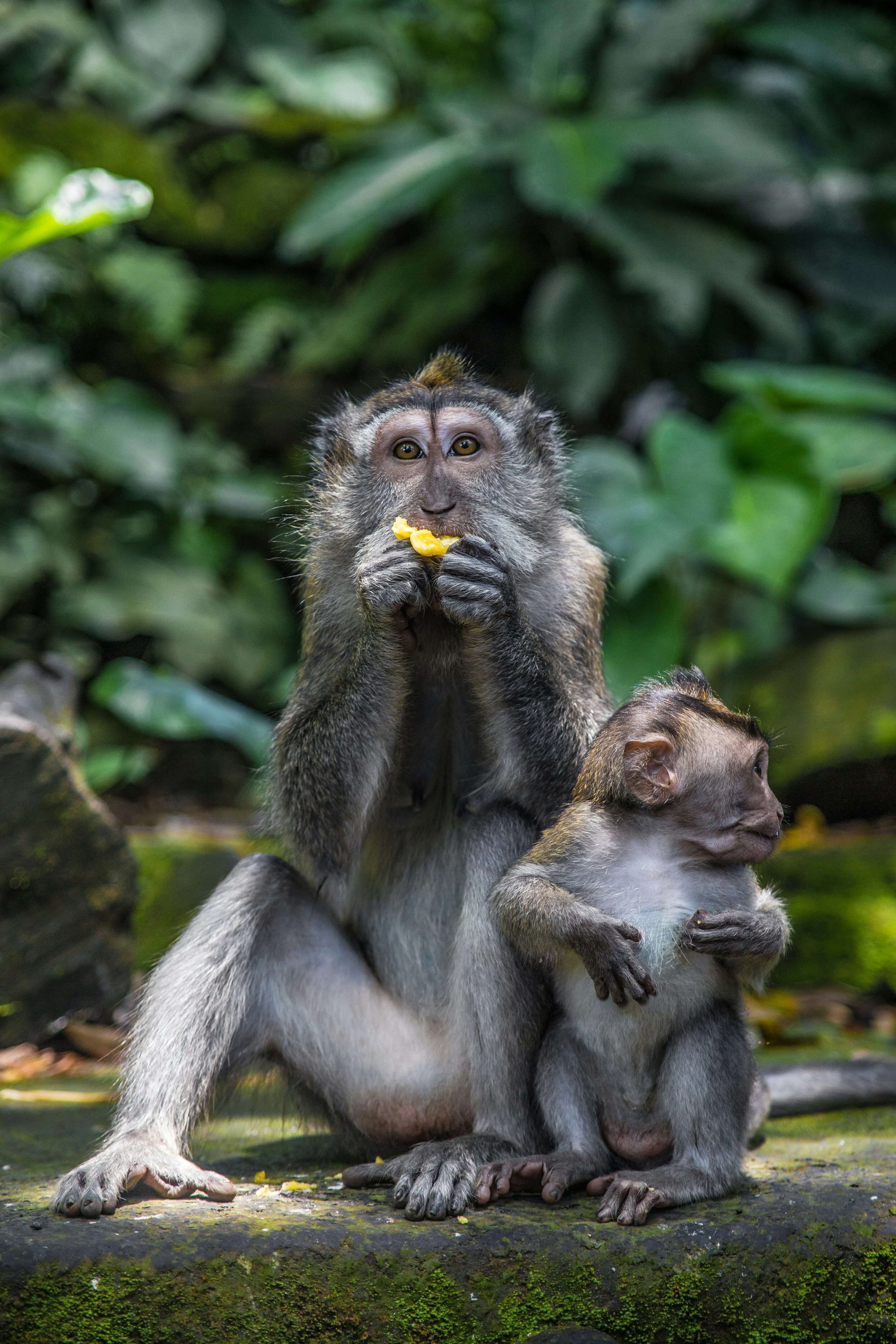 monkeys in Bali.jpg