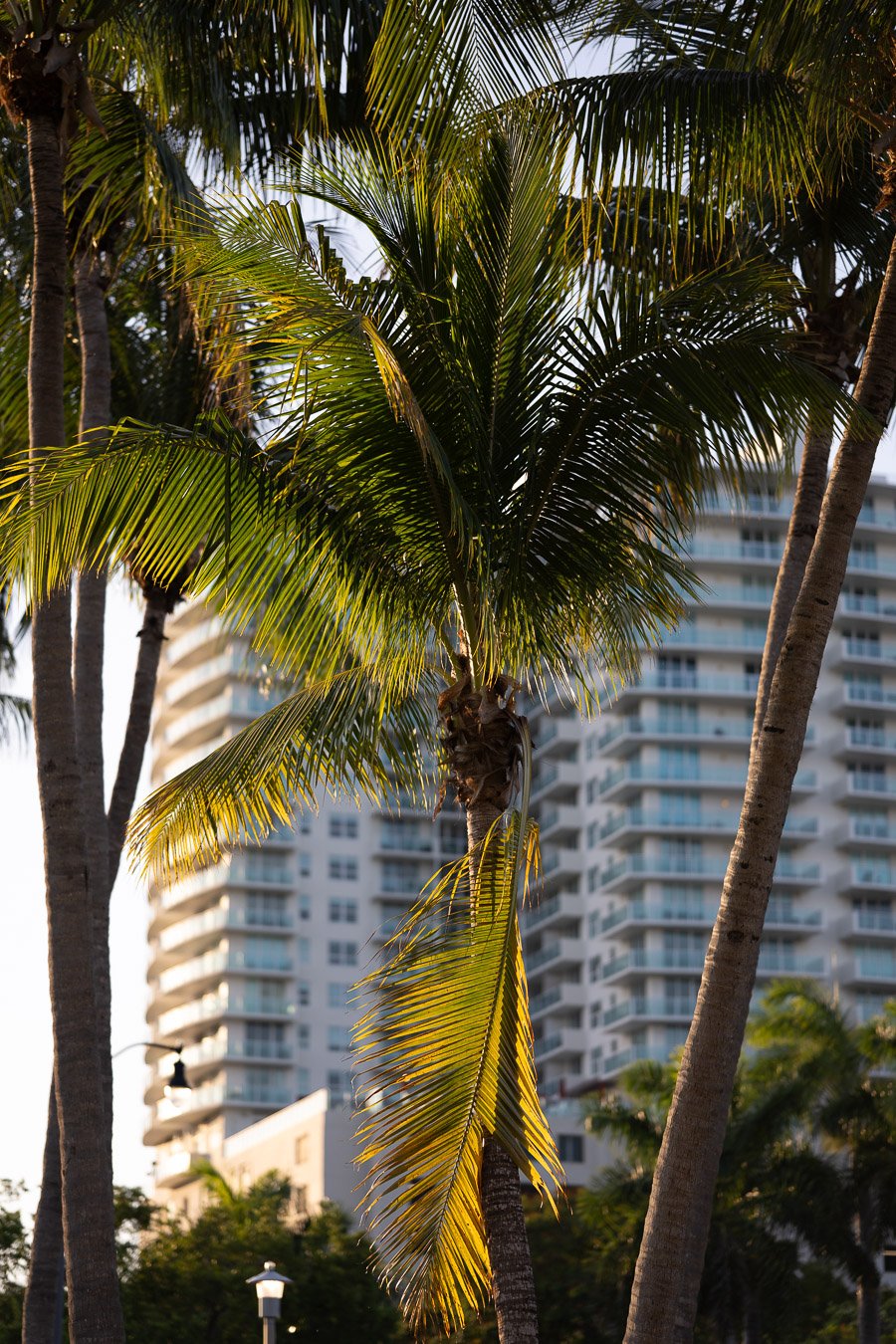 COCONUT GROVE DOG WALKS (9 of 14).JPG