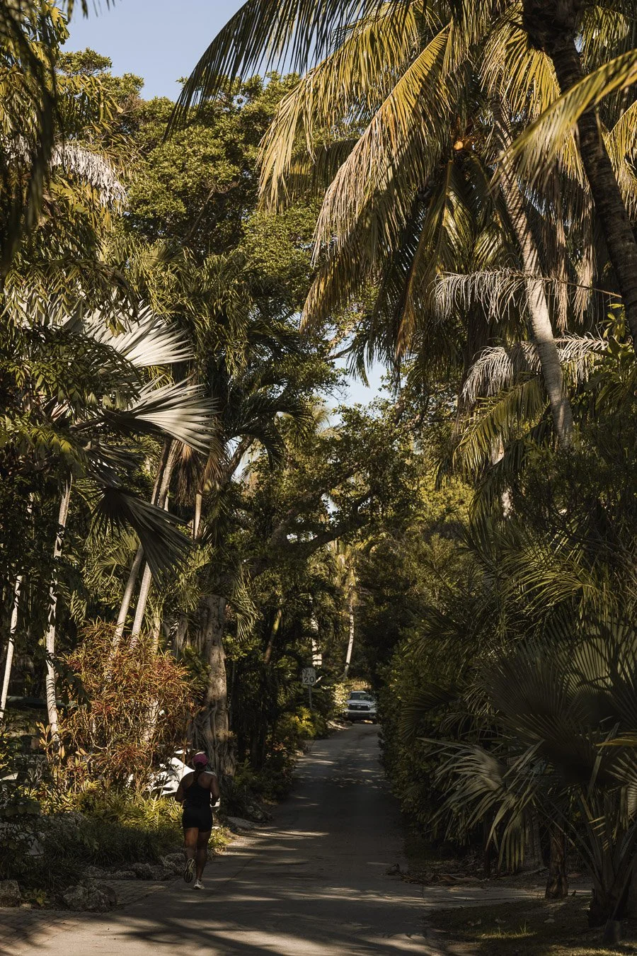 COCONUT GROVE DOG WALKS (3 of 14).JPG