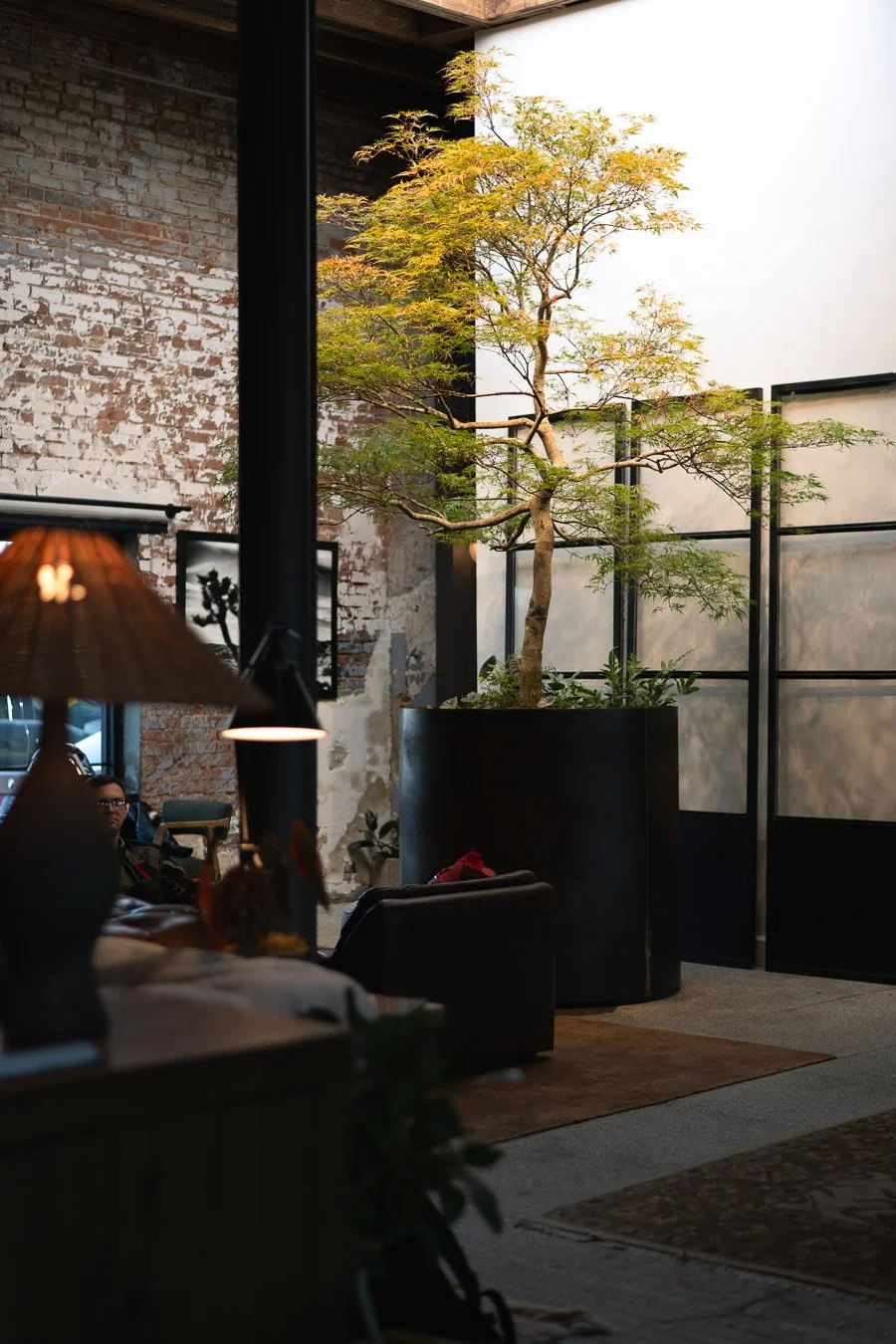 Indoor space with a large potted tree near a white wall with black frames, exposed brick wall, and a person seated on a black chair, partially visible, with a side table and lamp in the foreground.