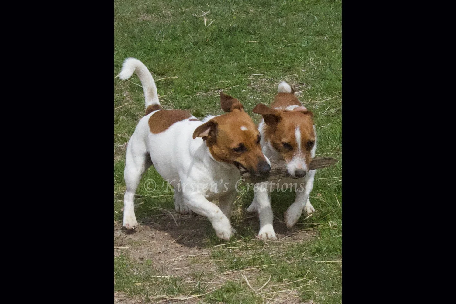 playful-pups-2x3.jpg