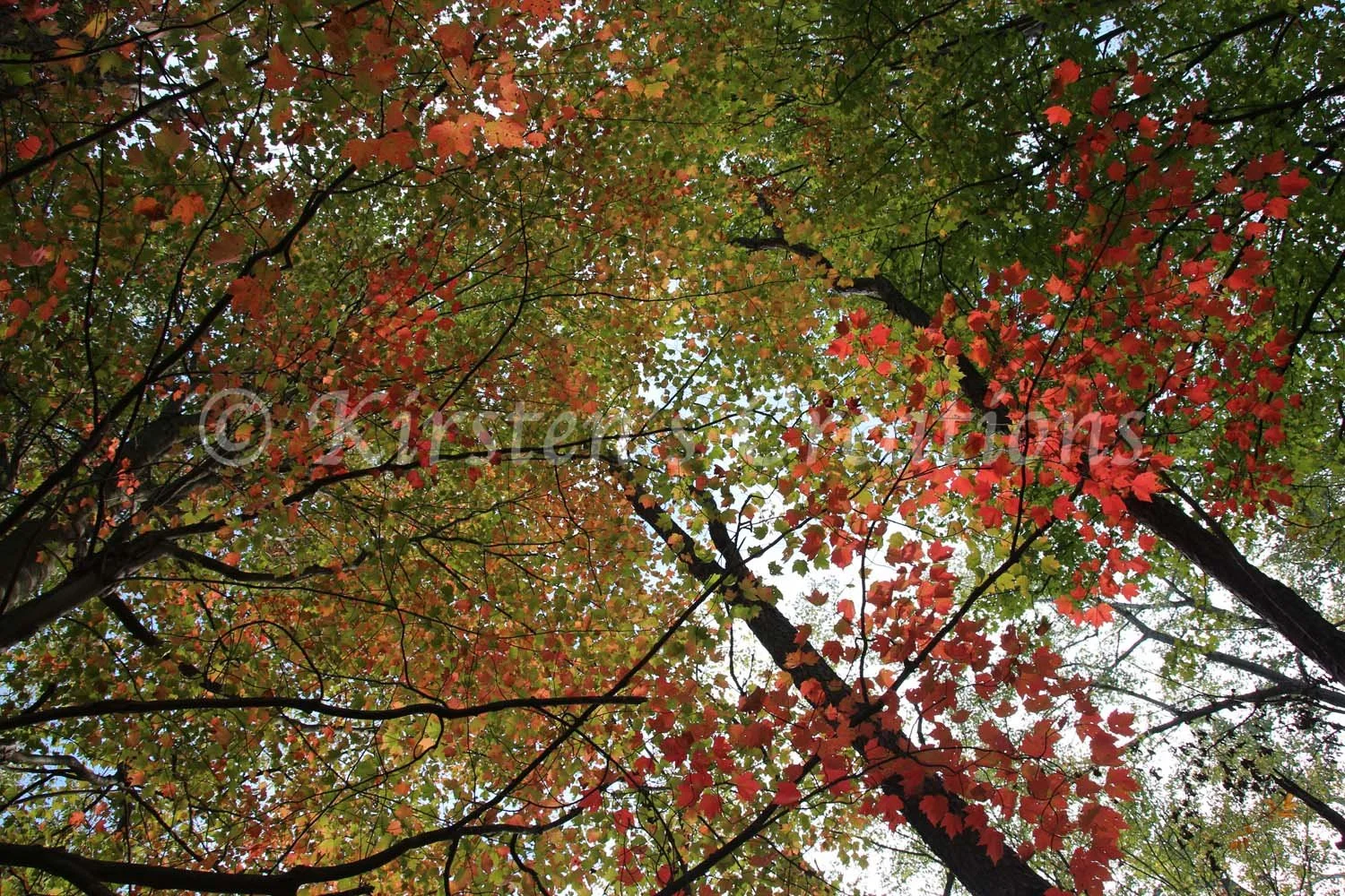 Reinstein Looking Up