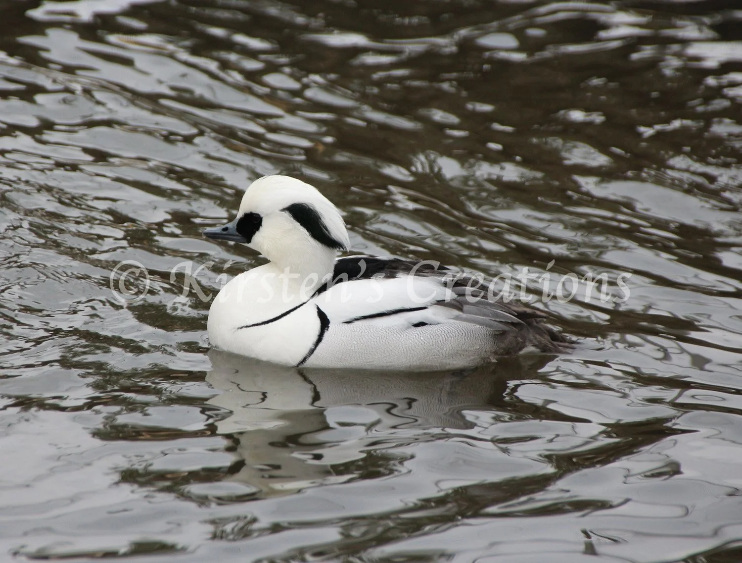 smew-rippled-reflection.jpg