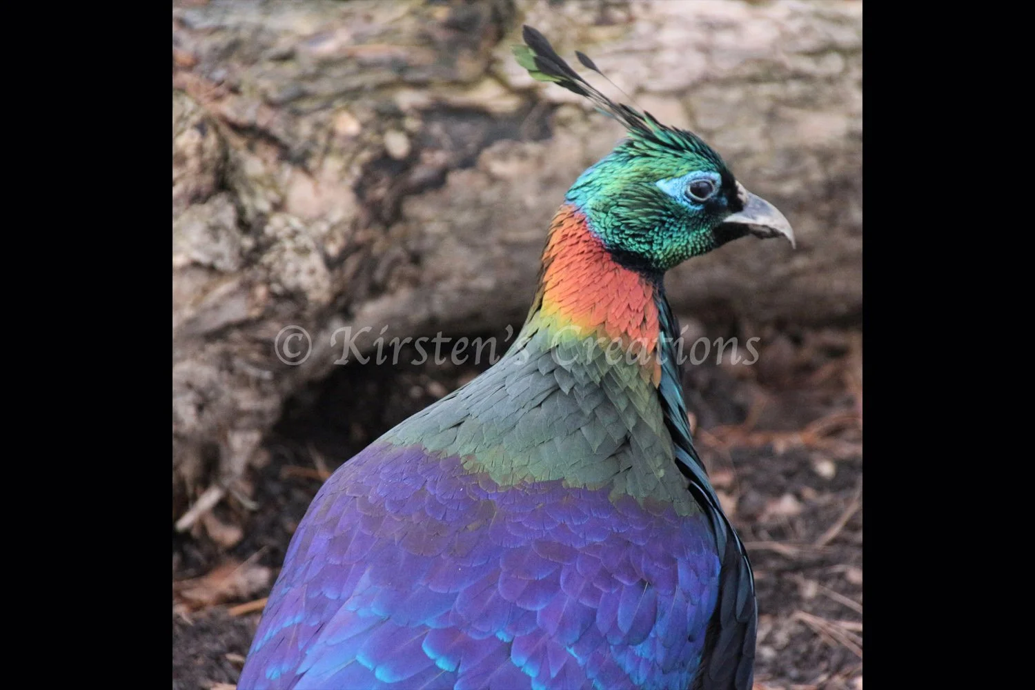 monal-pheasant-2x3.jpg