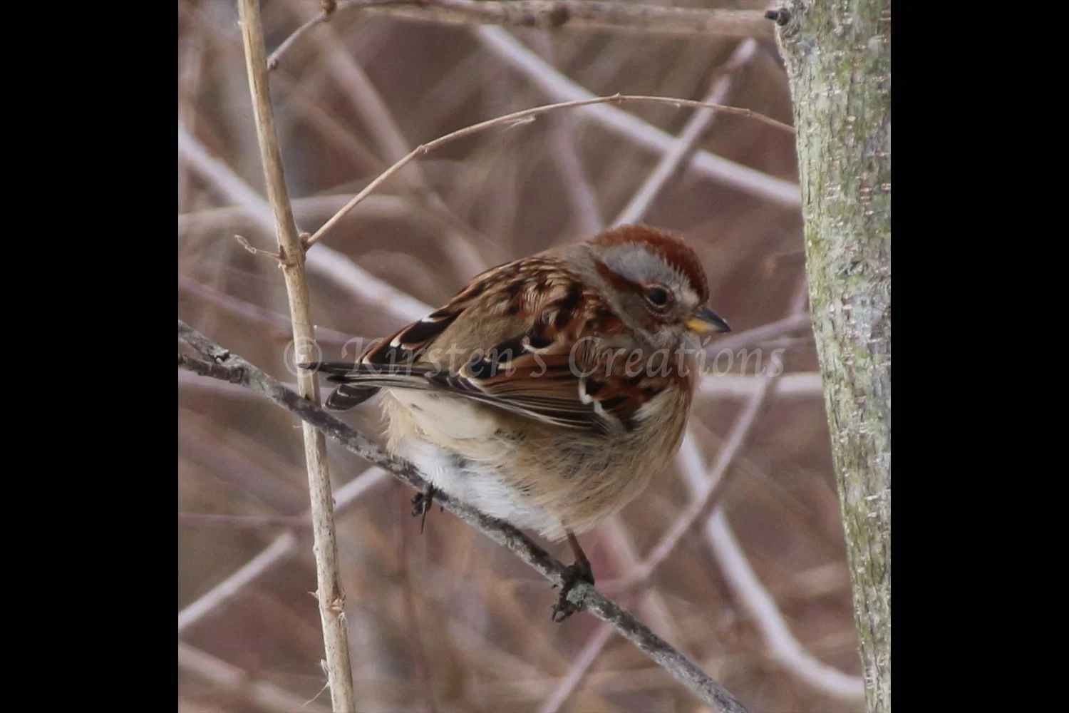 american-tree-sparrow-2x3.jpg