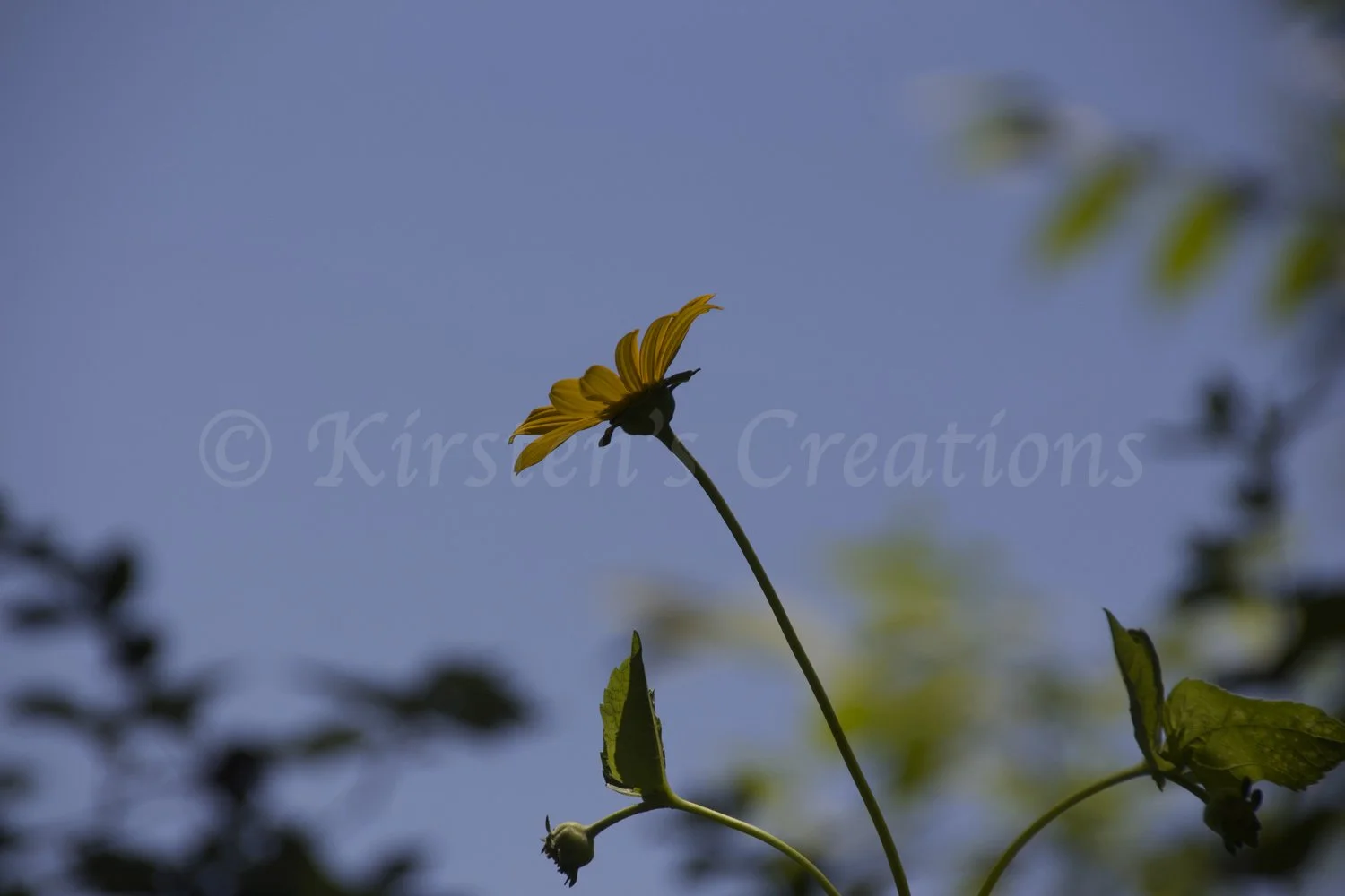 tree-marigold.jpg