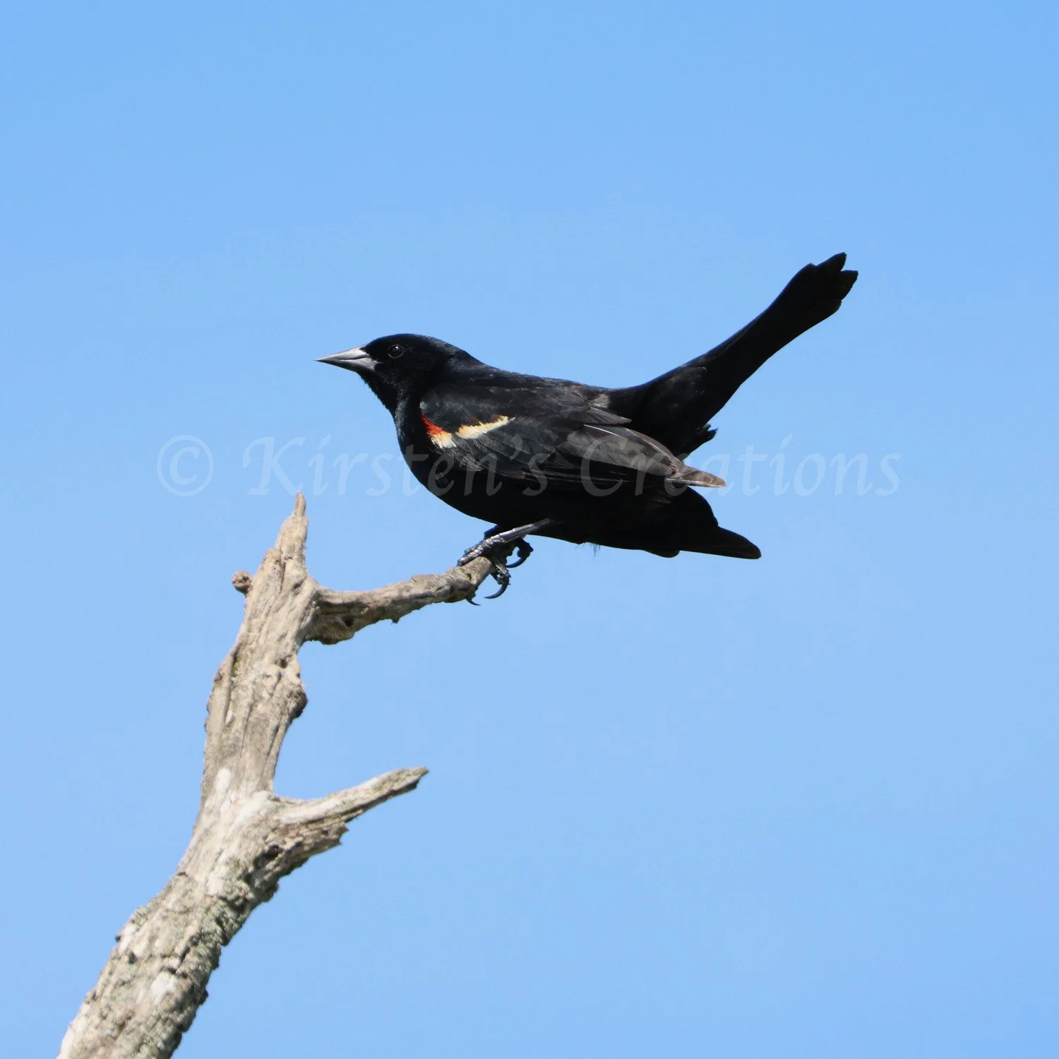 red-winged-blackbird.jpg
