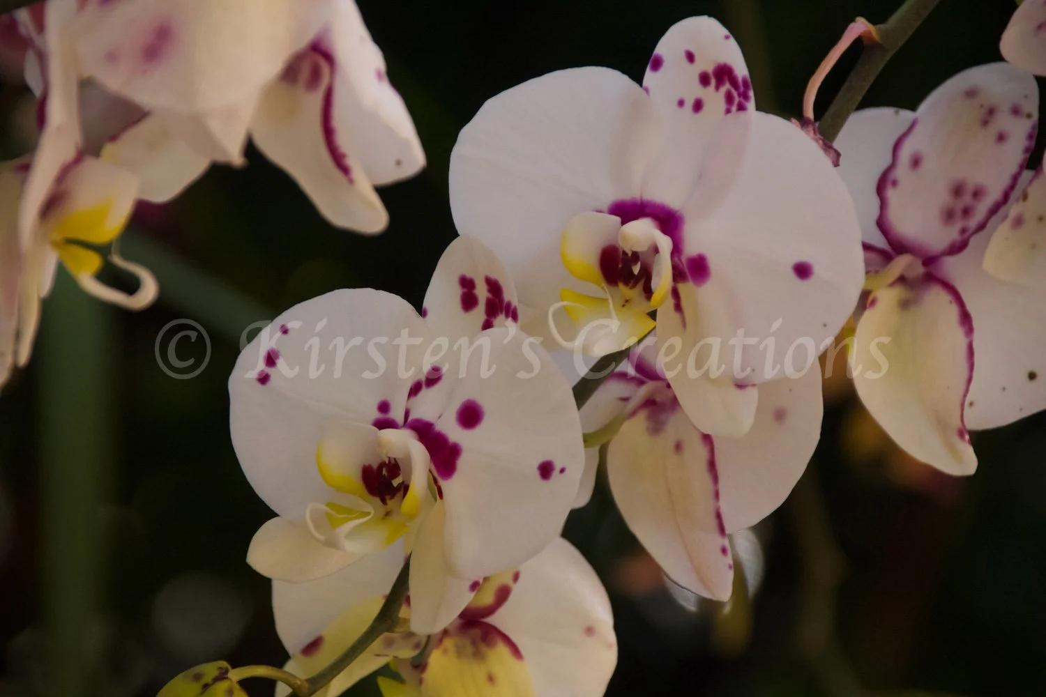 orchid-white-purple-spots.jpg