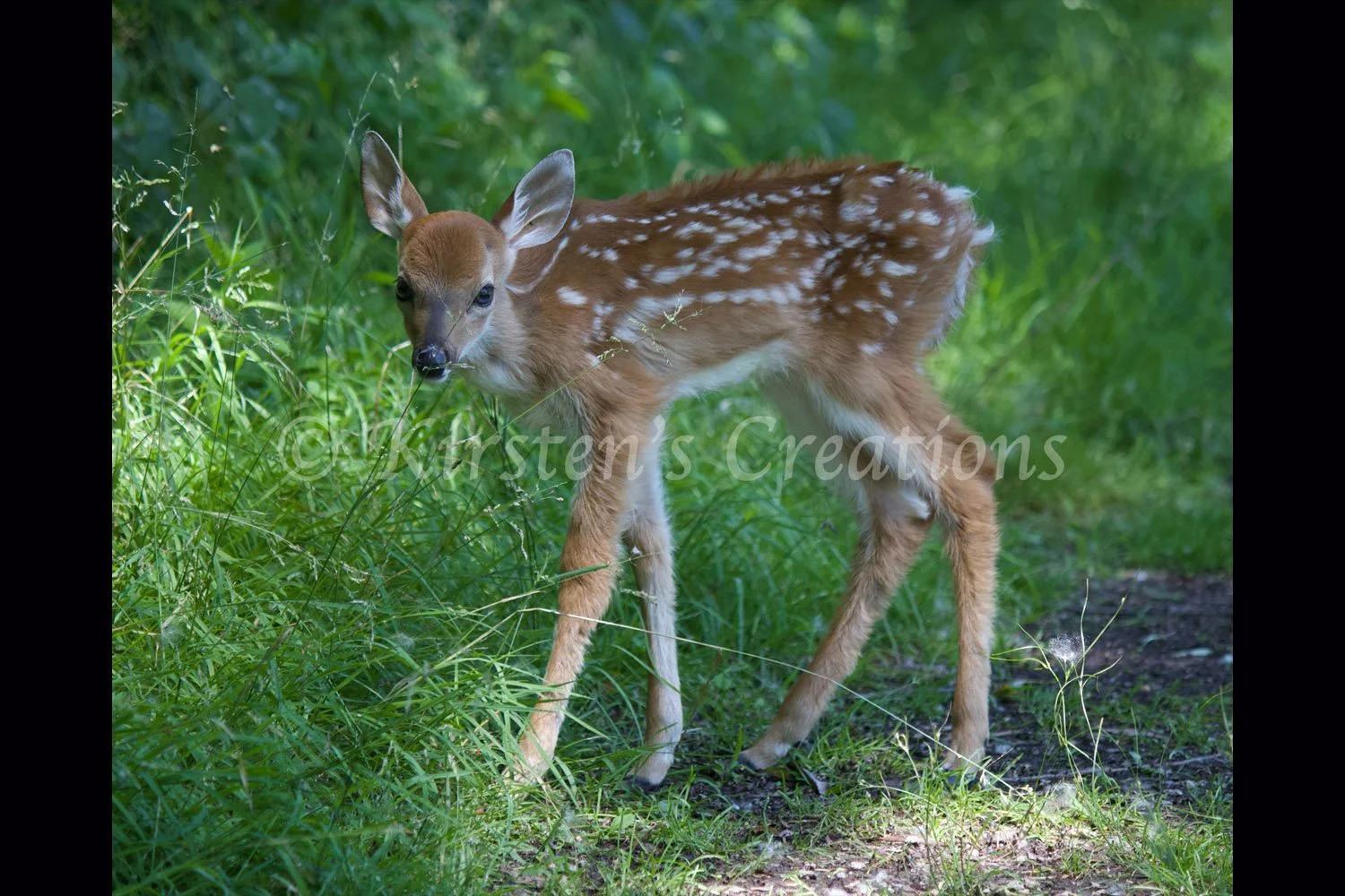 newborn-deer-at-tifft-2x3.jpg